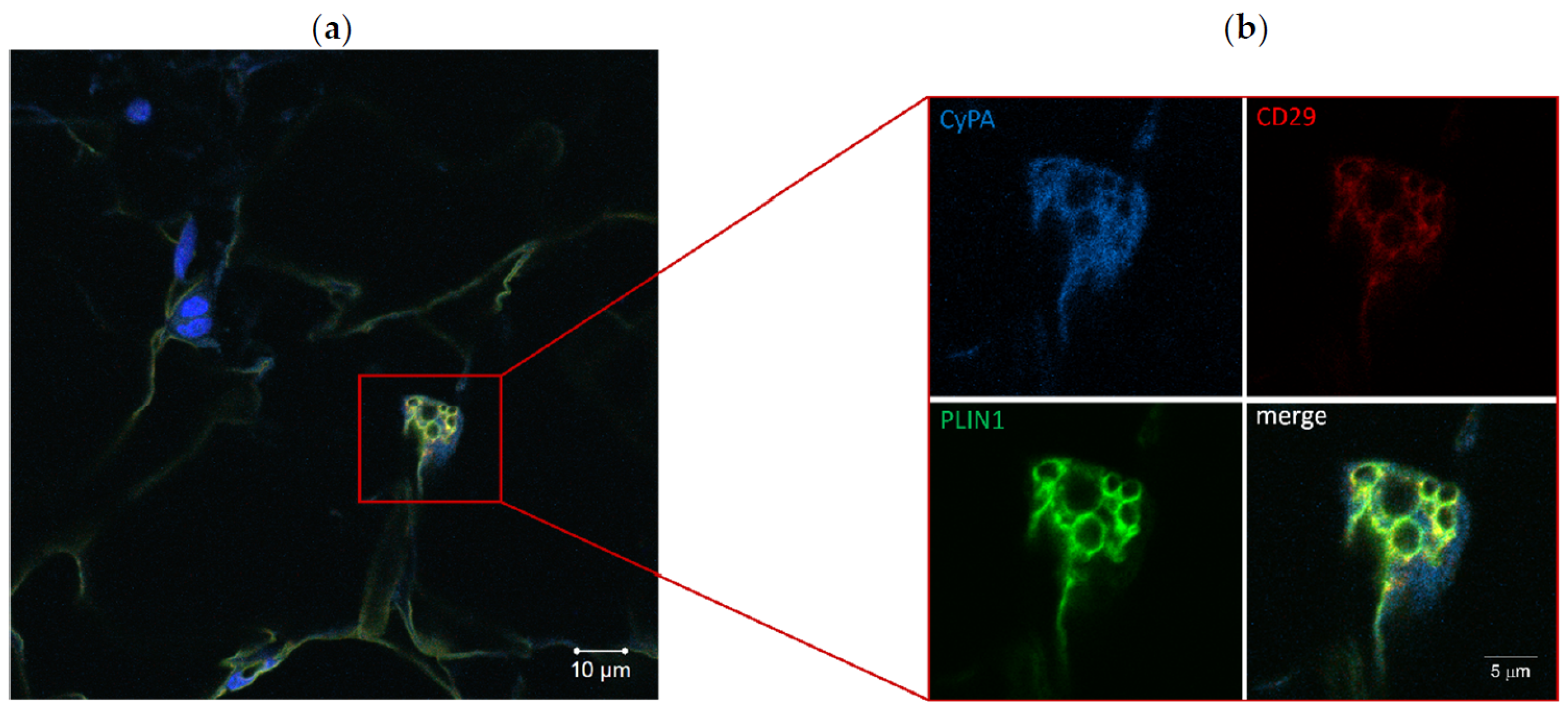 Ijms 20 02403 g003 Ijms 20 02403 g003
