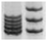 Ijms 20 02406 i006 Ijms 20 02406 i006