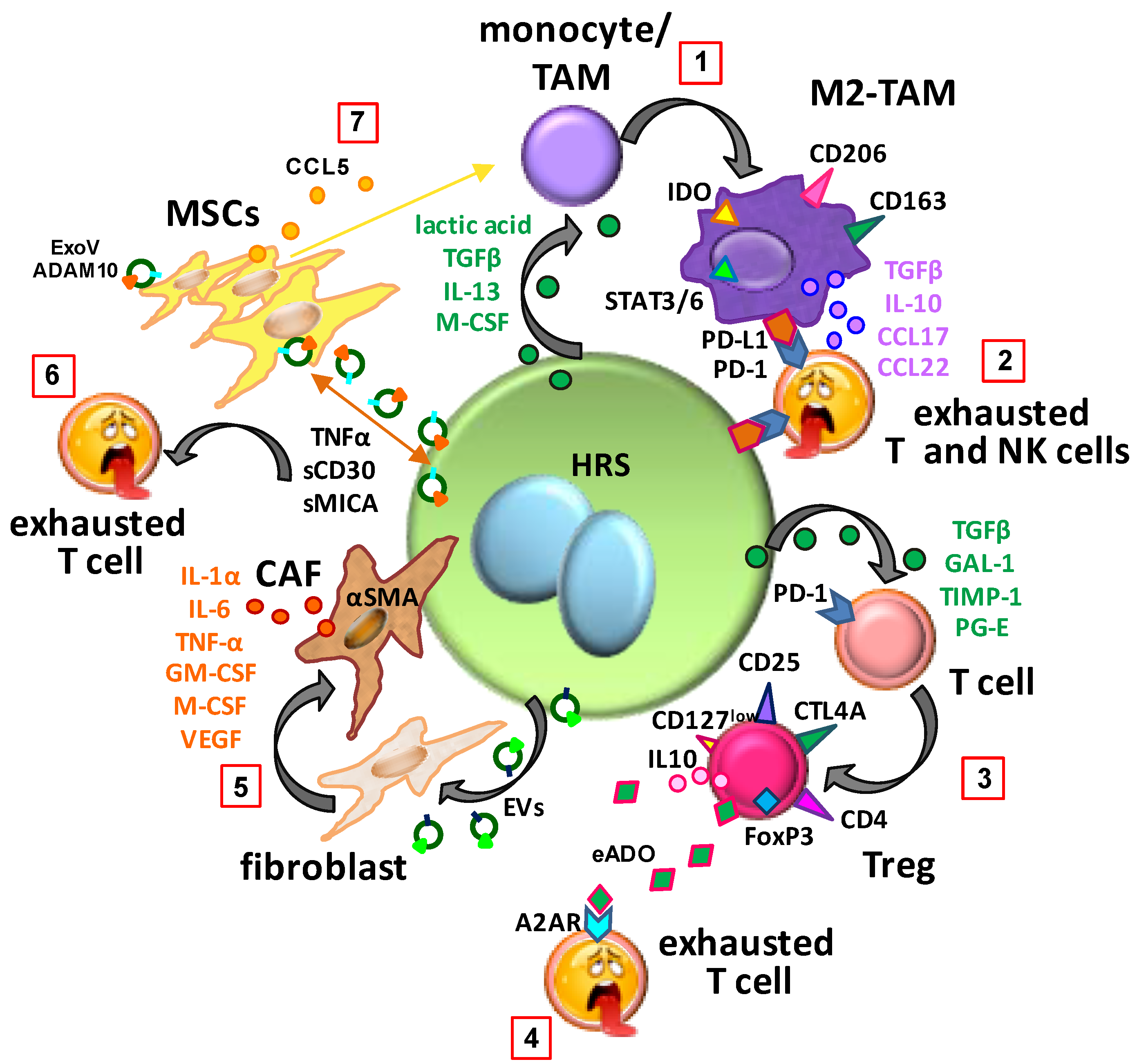 Ijms Free Full Text Formation Of The Immunosuppressive Microenvironment Of Classic Hodgkin Lymphoma And Therapeutic Approaches To Counter It Html