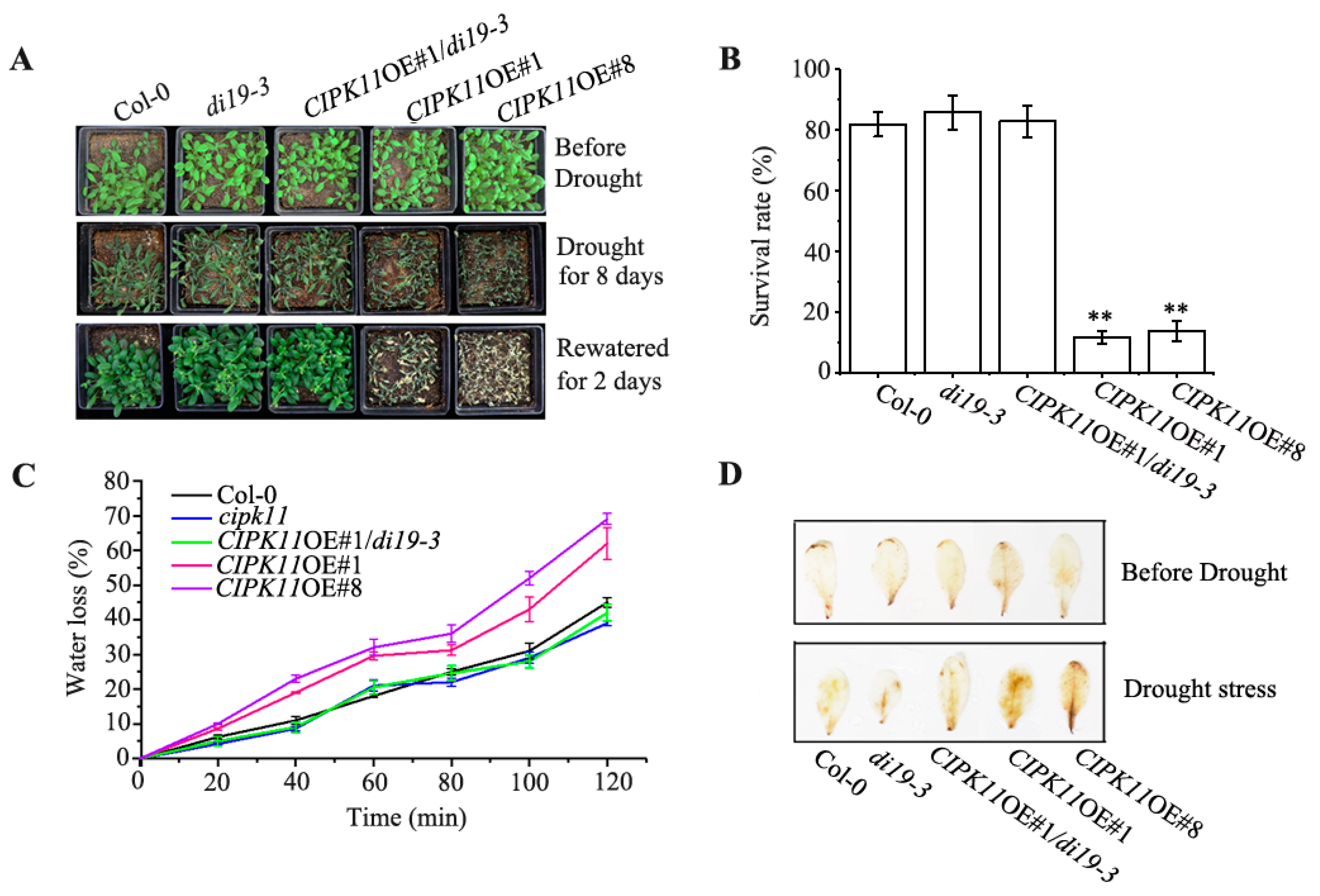 Ijms 20 02422 g005 Ijms 20 02422 g005