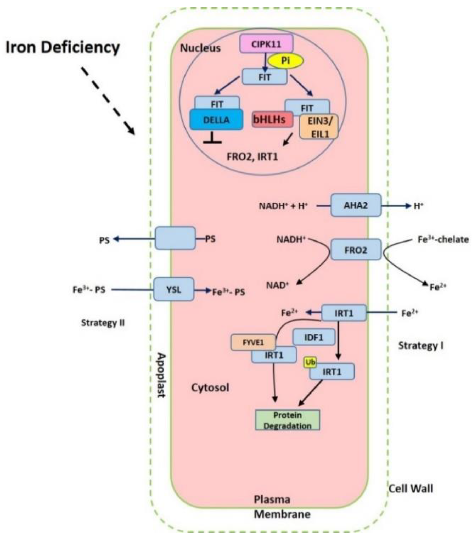 Ijms 20 02424 g001