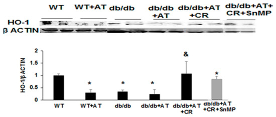 Ijms Free Full Text The Role Of Heme Oxygenase 1 In The Protective Effect Of Caloric Restriction Against Diabetic Cardiomyopathy Html