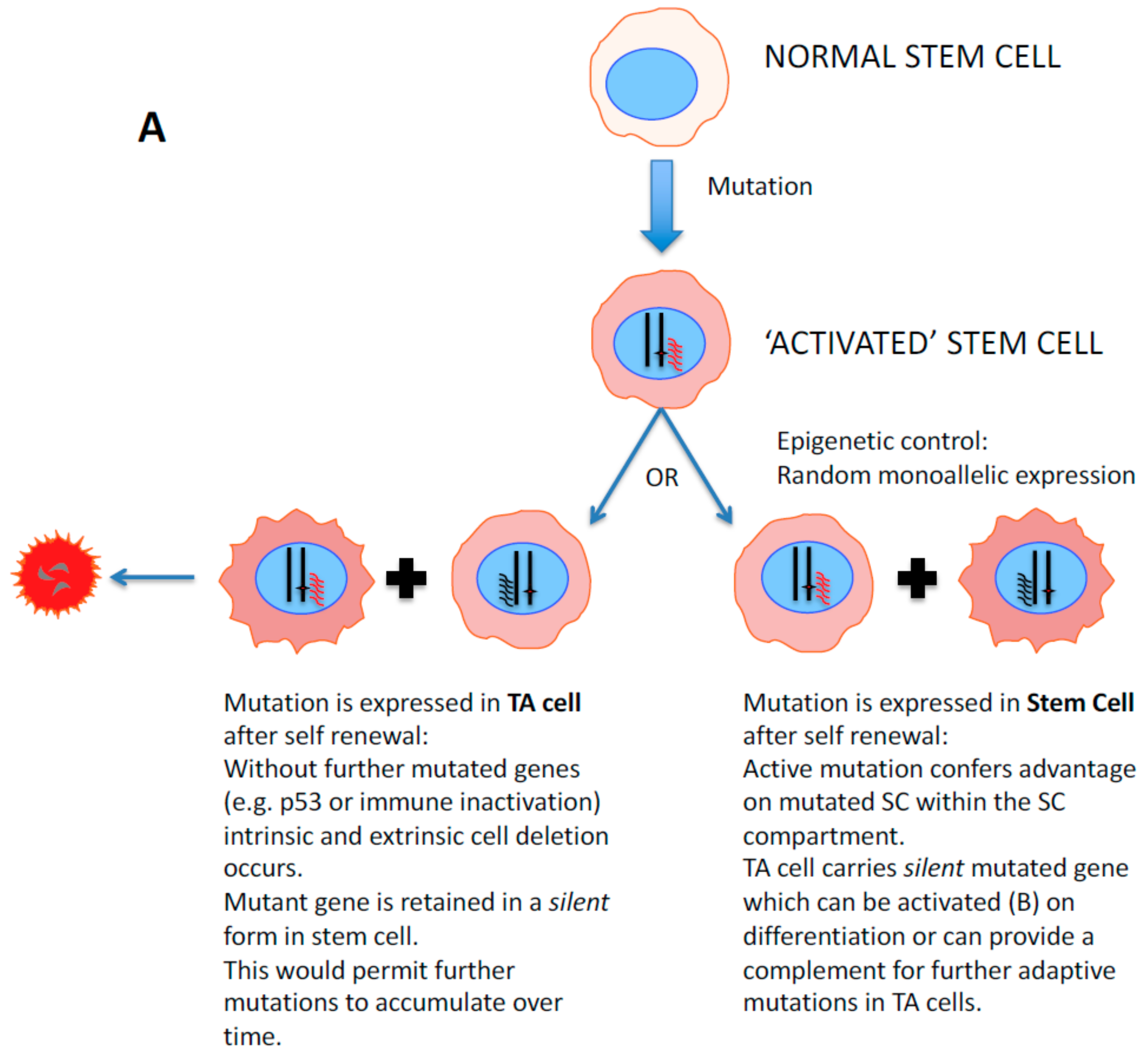 Dissecting MENIN in bivalent gene regulation