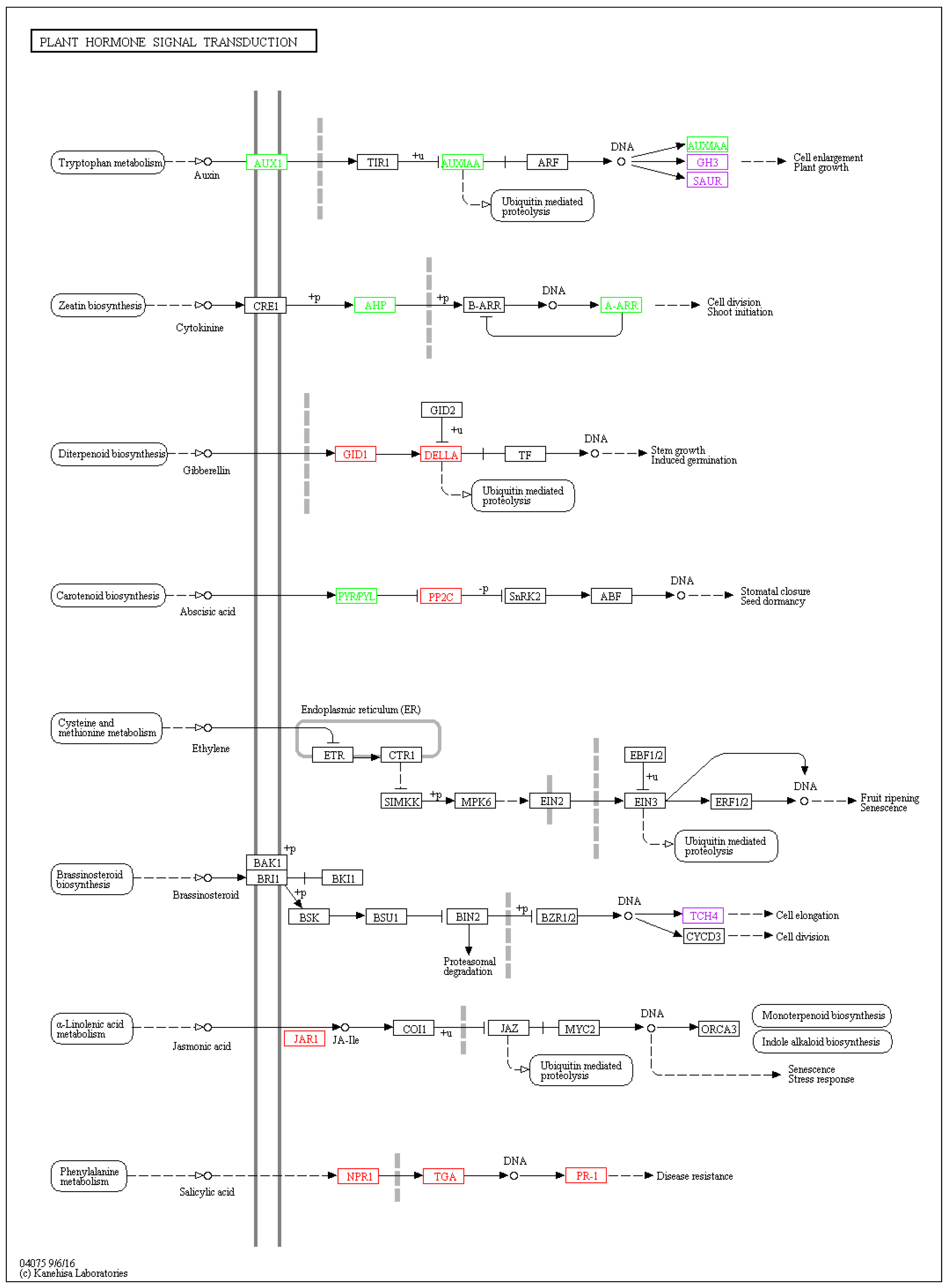 IJMS | Free Full-Text | Involvement of Salicylic Acid in Anthracnose ...