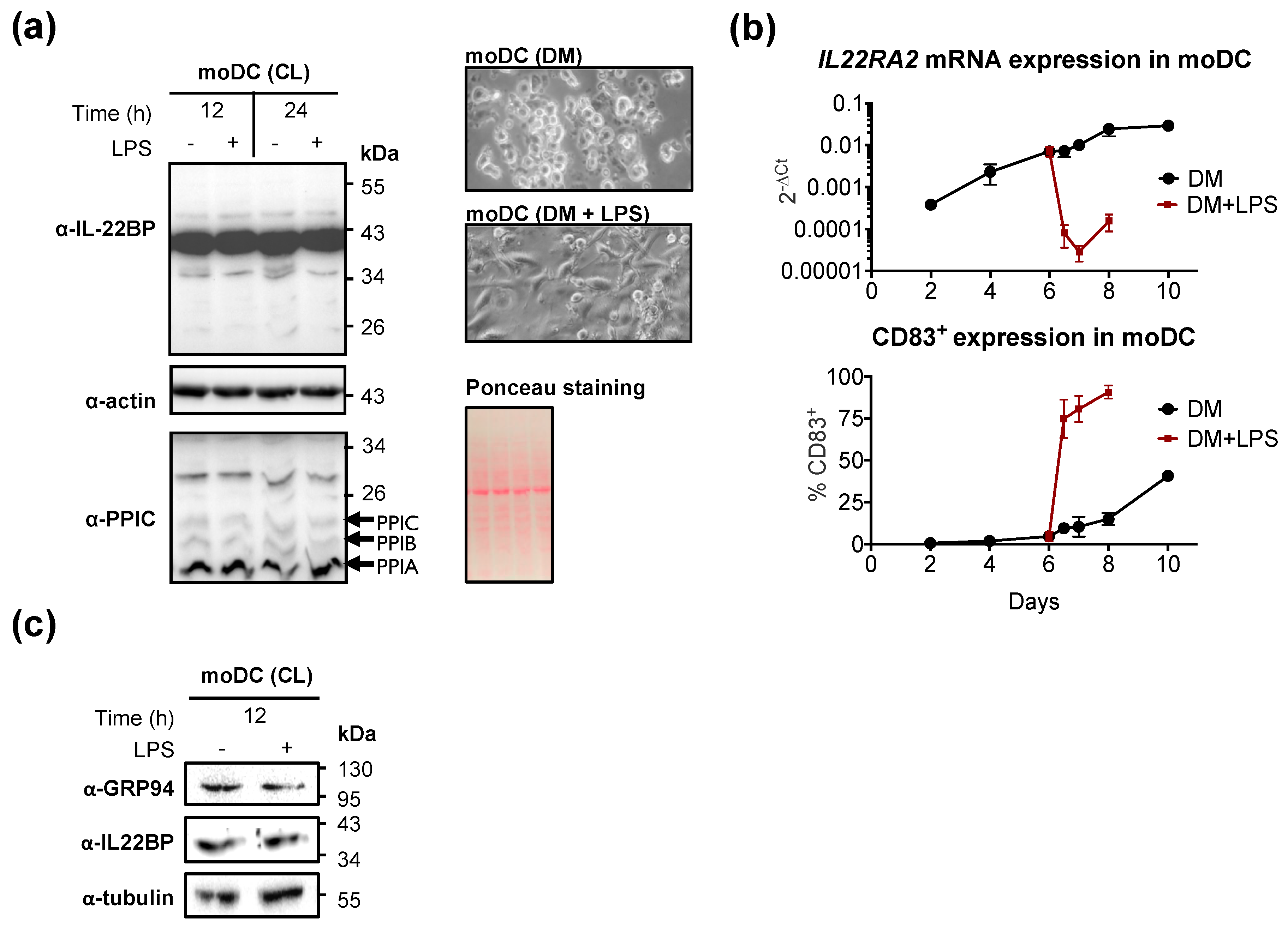 Ijms 20 02440 g001 Ijms 20 02440 g001