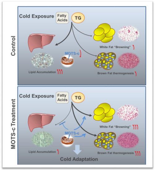 mots c vs lipo c Mitochondrial-Derived Peptide MOTS-c Increases Adipose Thermogenic Activation to Promote Cold Adaptation