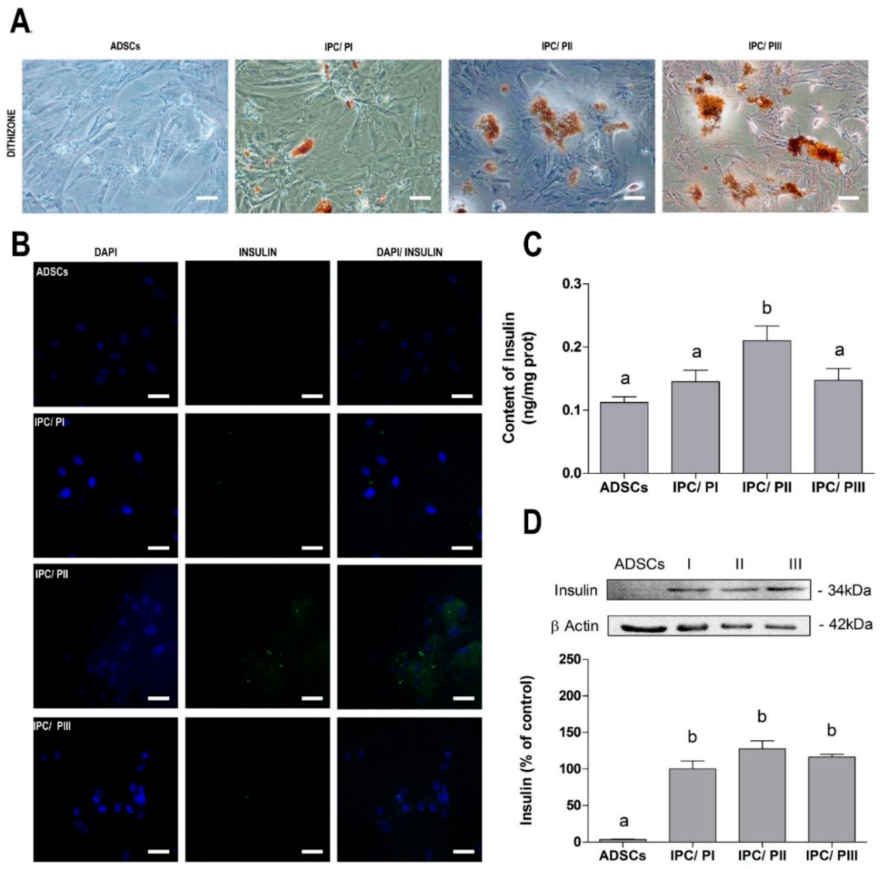 Adipose Tissue Protocols