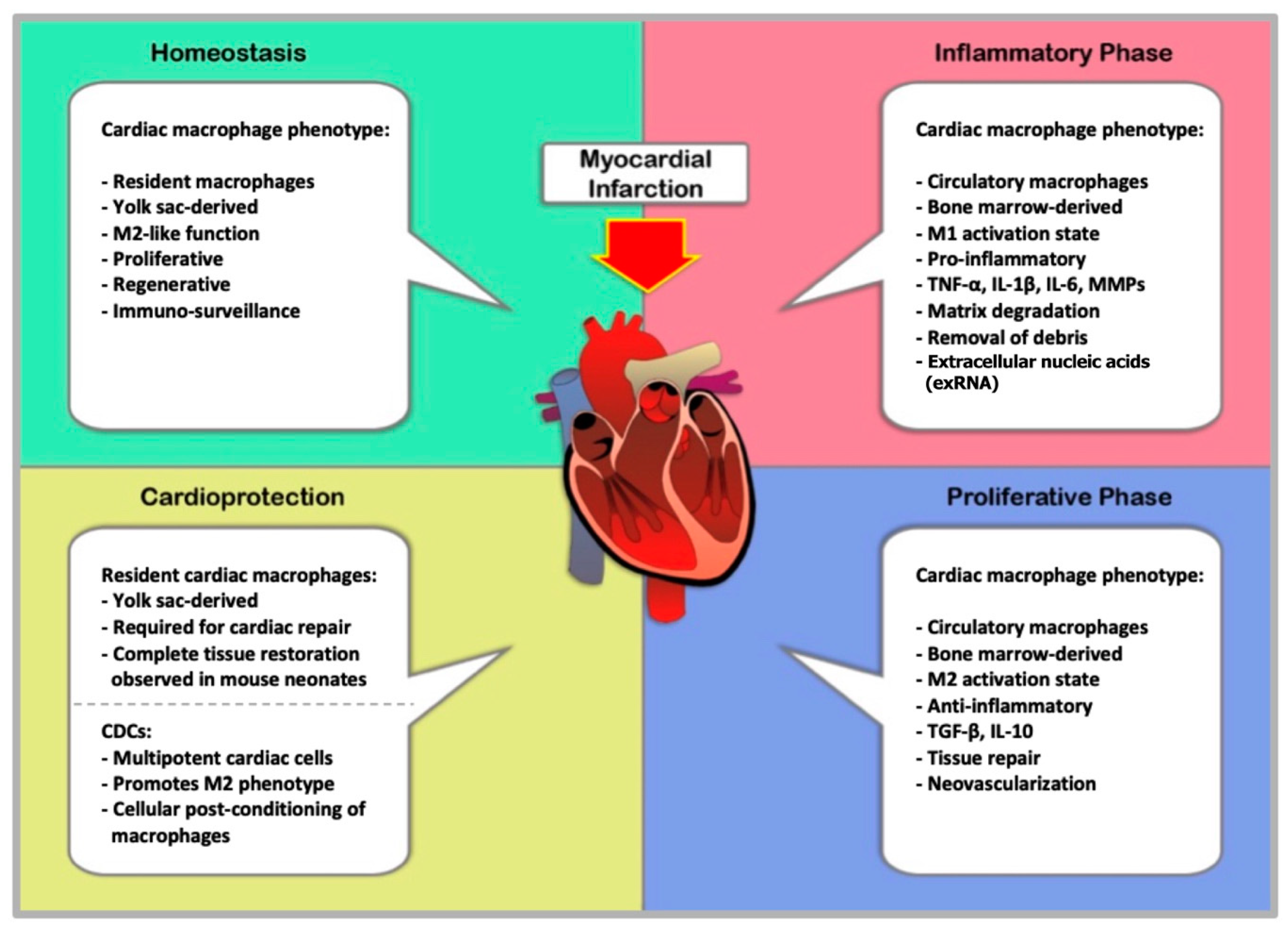 Ijms Free Full Text Role Of Macrophages In Cardioprotection