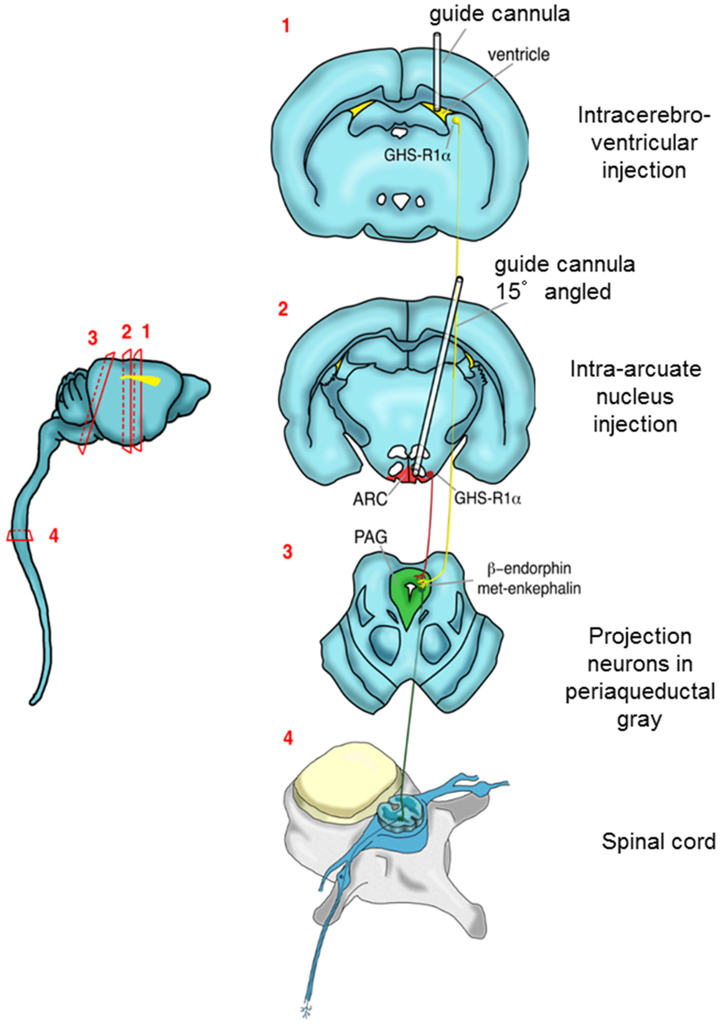 Ijms 20 02475 g005