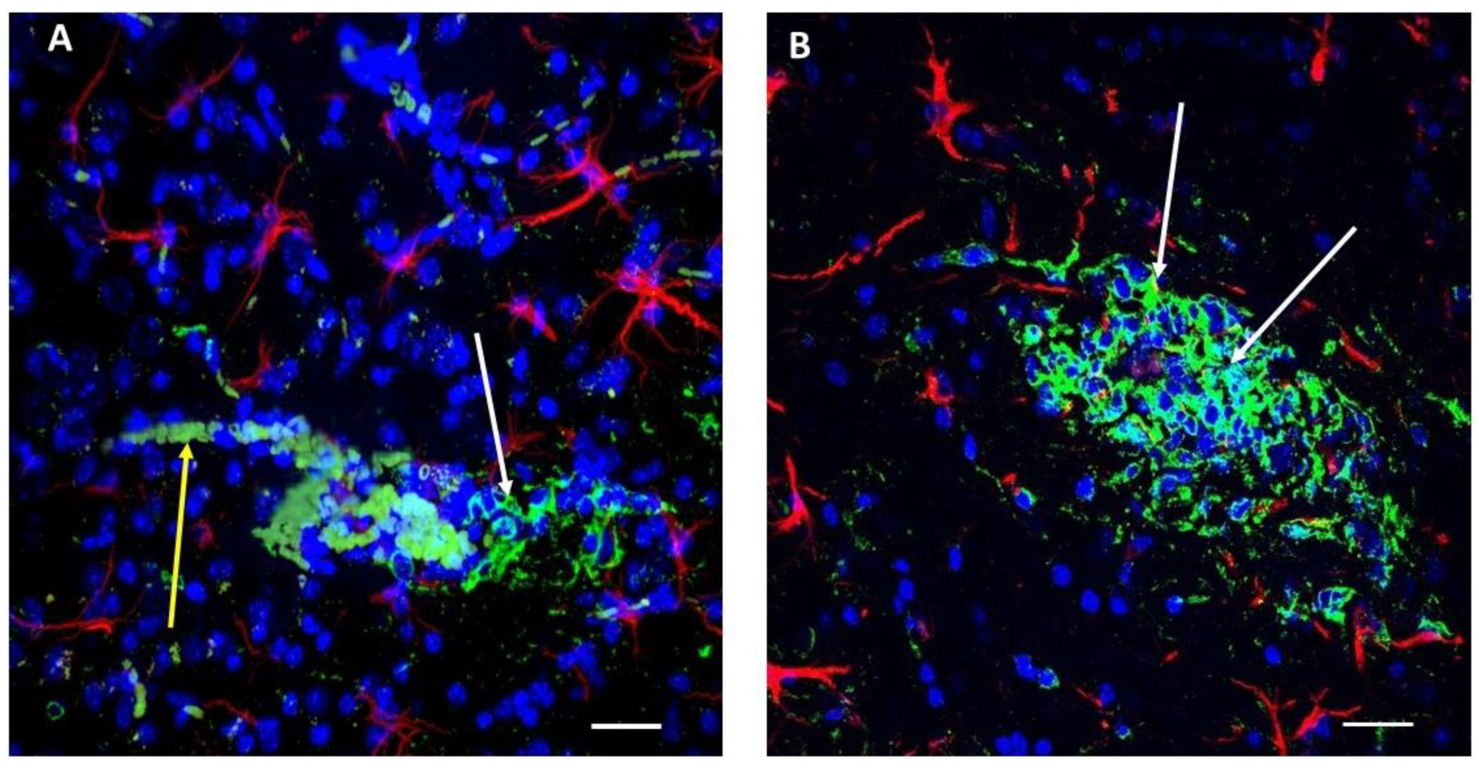 Ijms 20 02482 g001 Ijms 20 02482 g001