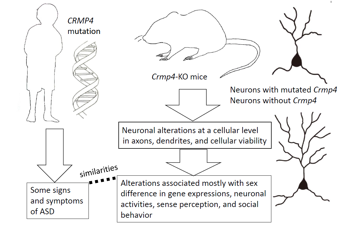 IJMS Free FullText Crmp4KO Mice as an Animal Model for