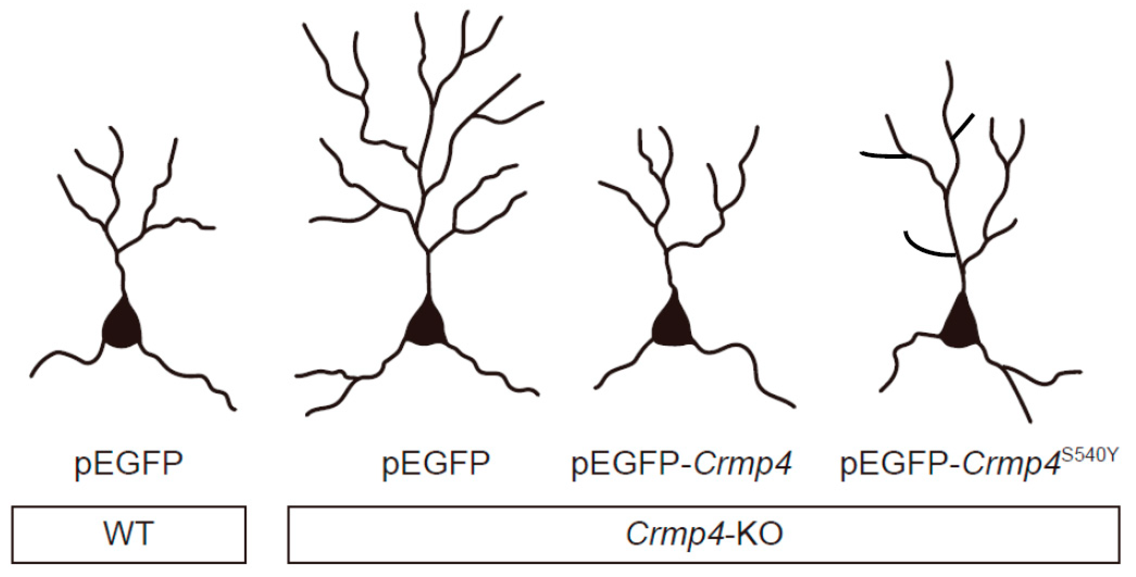 Ijms 20 02485 g001 Ijms 20 02485 g001