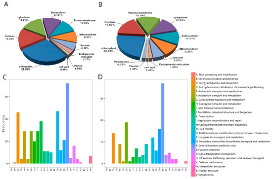 IJMS | Free Full-Text | Physiological and Proteomic Responses of 