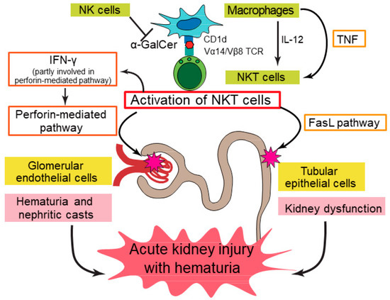 Roles of Natural Killer T Cells and Natural Killer Cells in