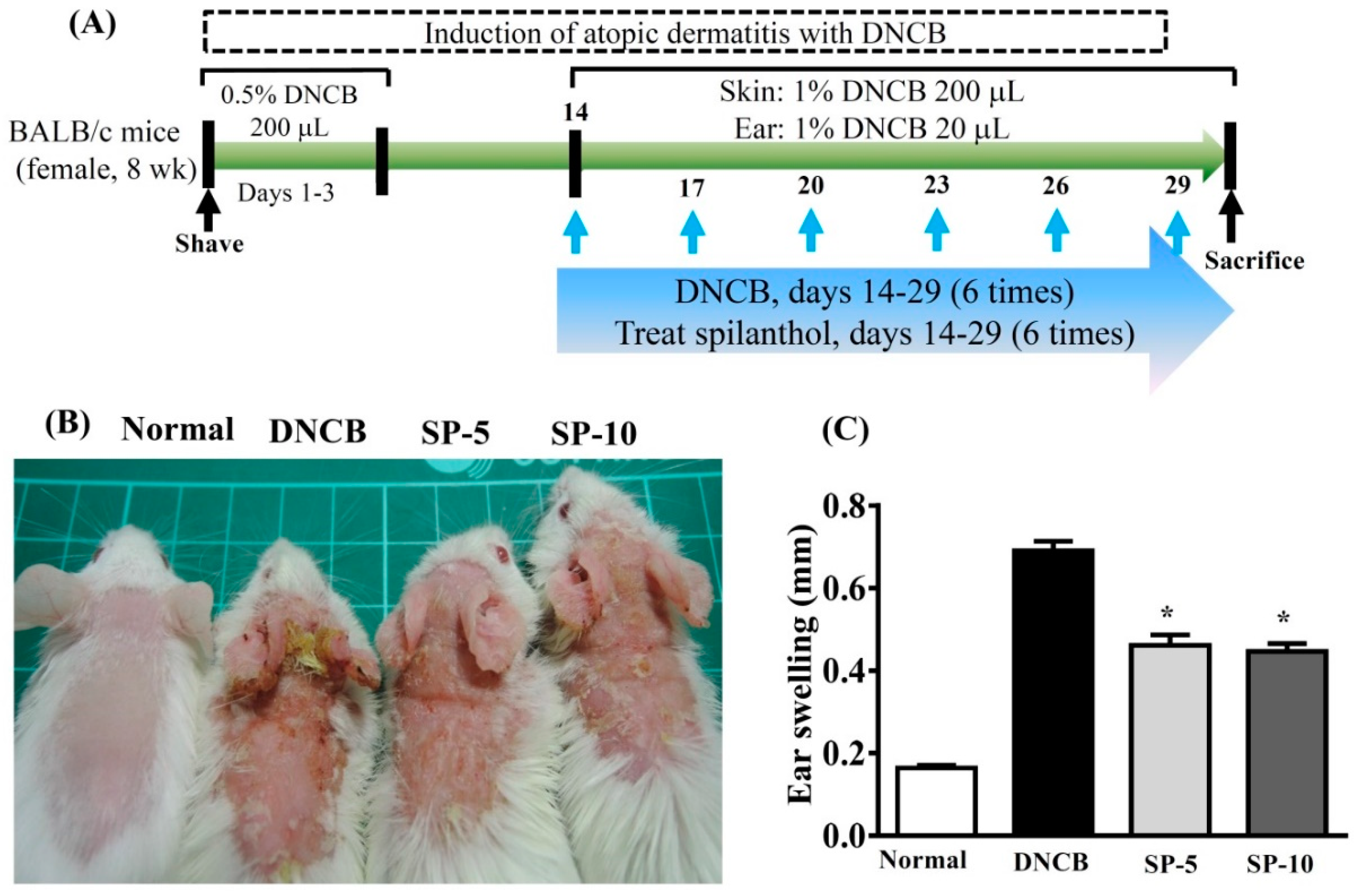 Ijms Free Full Text Topical Spilanthol Inhibits Mapk Signaling And Ameliorates Allergic Inflammation In Dncb Induced Atopic Dermatitis In Mice Html