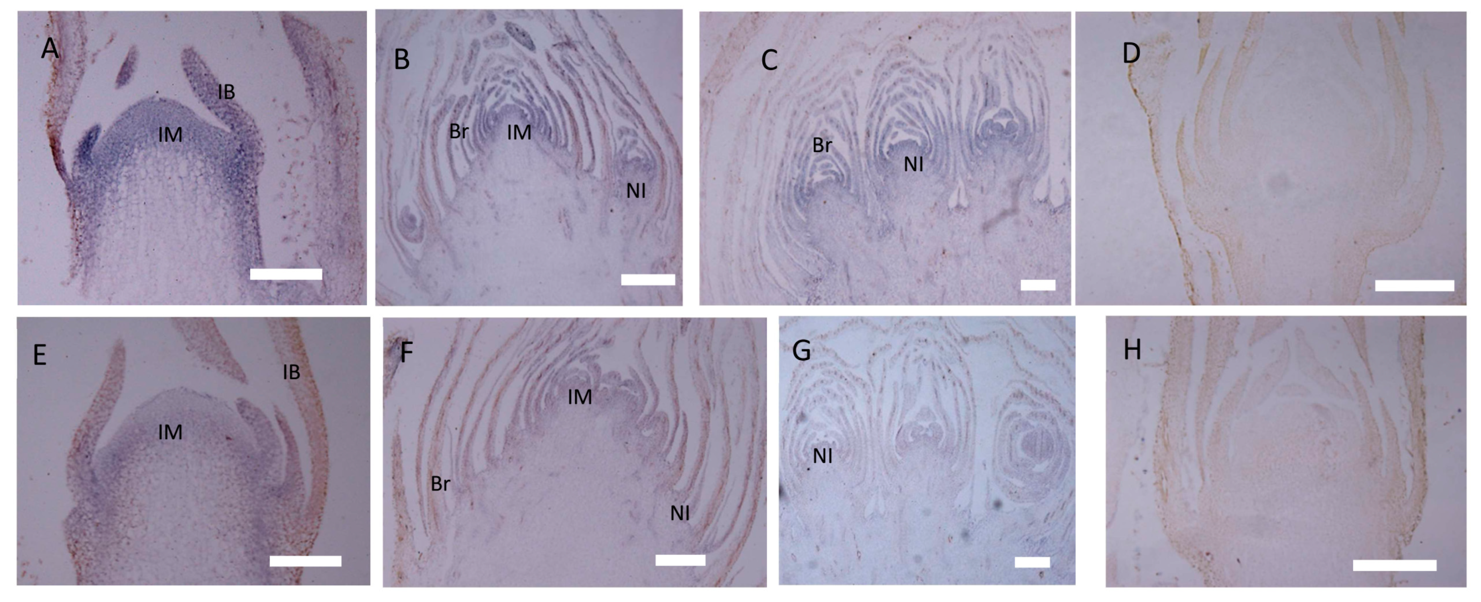 Ijms 20 02503 g008
