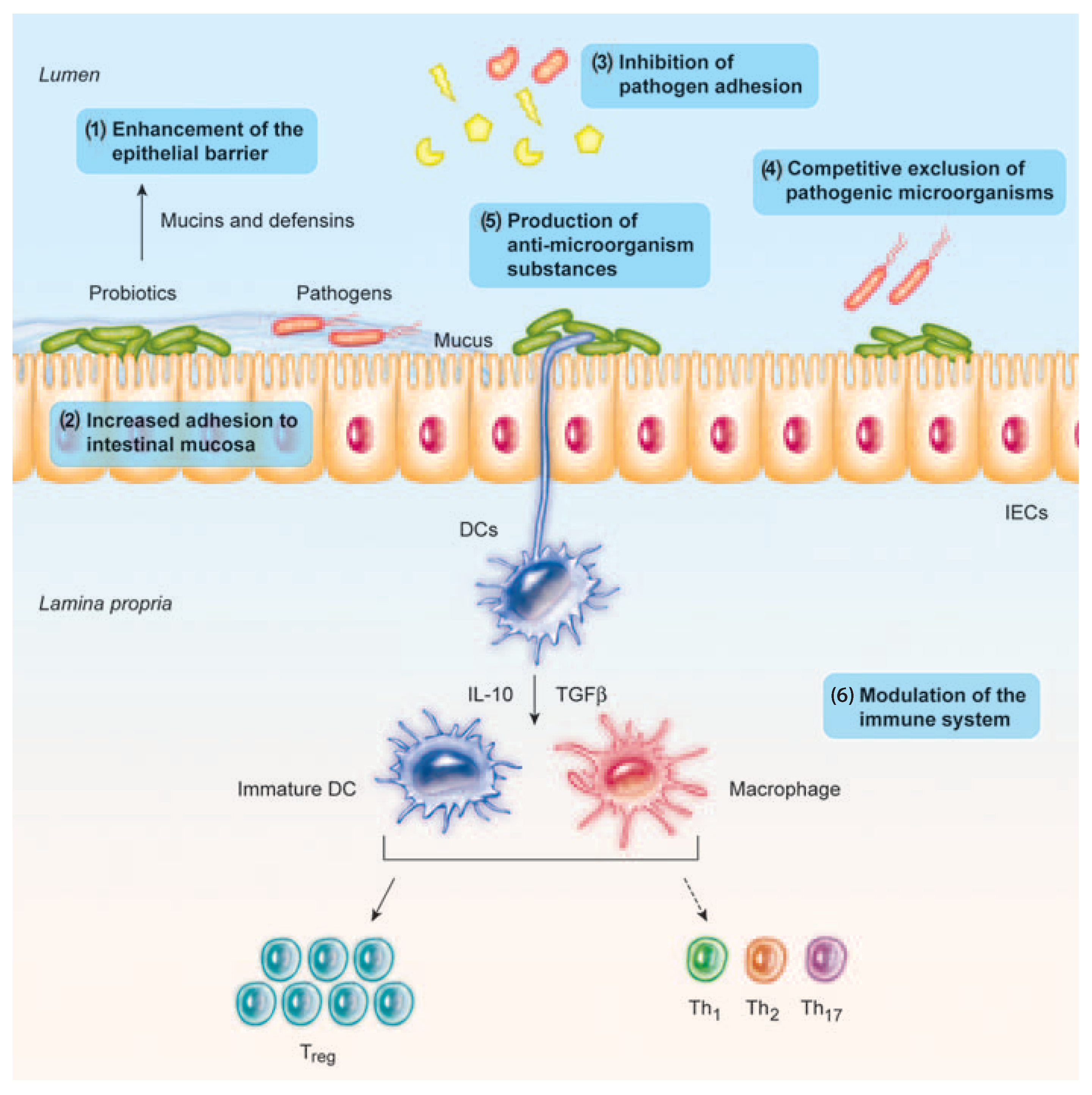 Ijms Free Full Text Health Benefits Of Heat Killed Tyndallized Probiotics An Overview Html