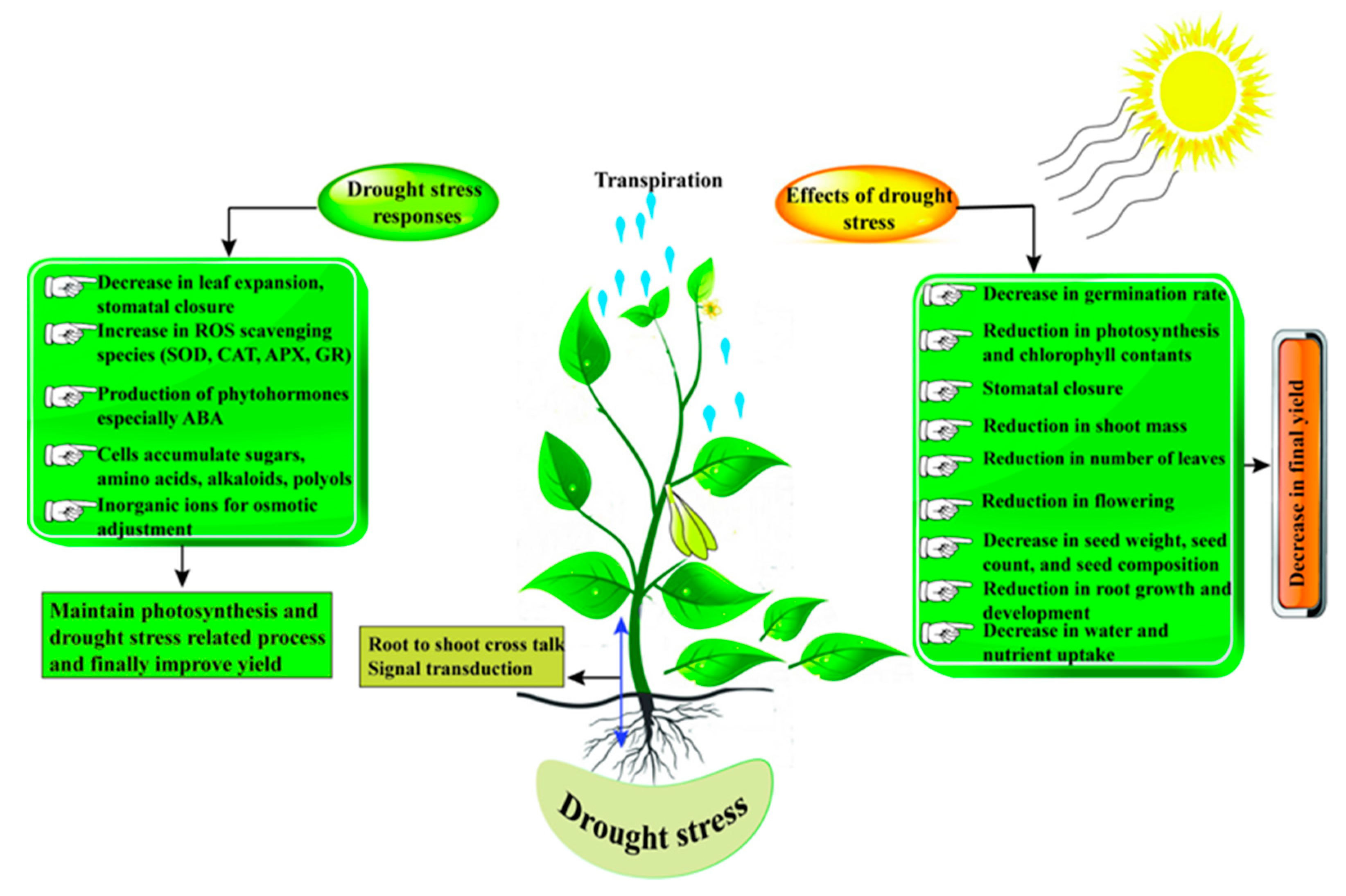 thesis on drought stress