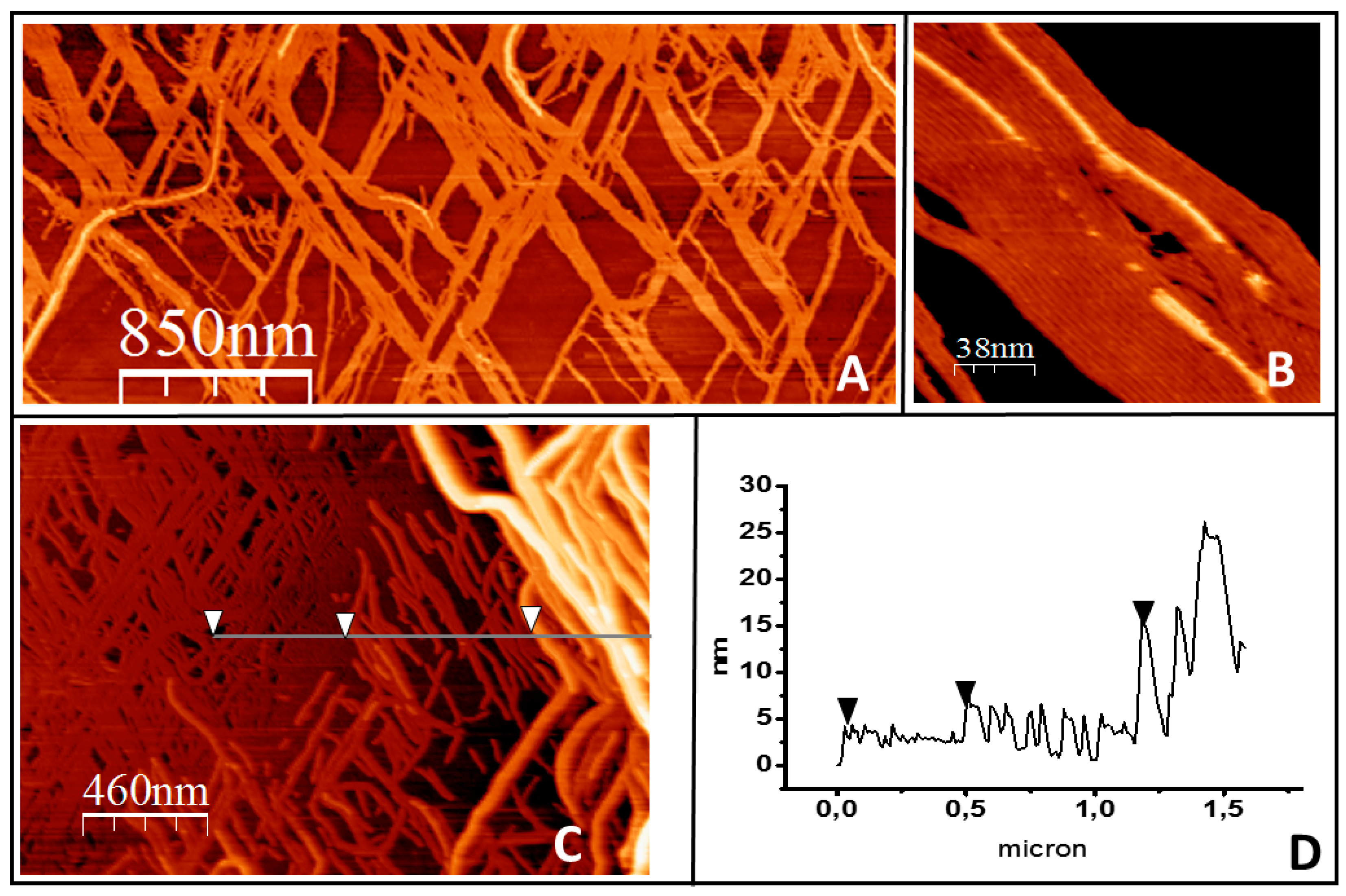 Ijms 20 02545 g004 Ijms 20 02545 g004