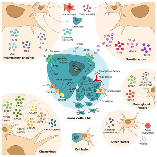 Adult Stem Cell Functioning in the Tumor Micro-Environment