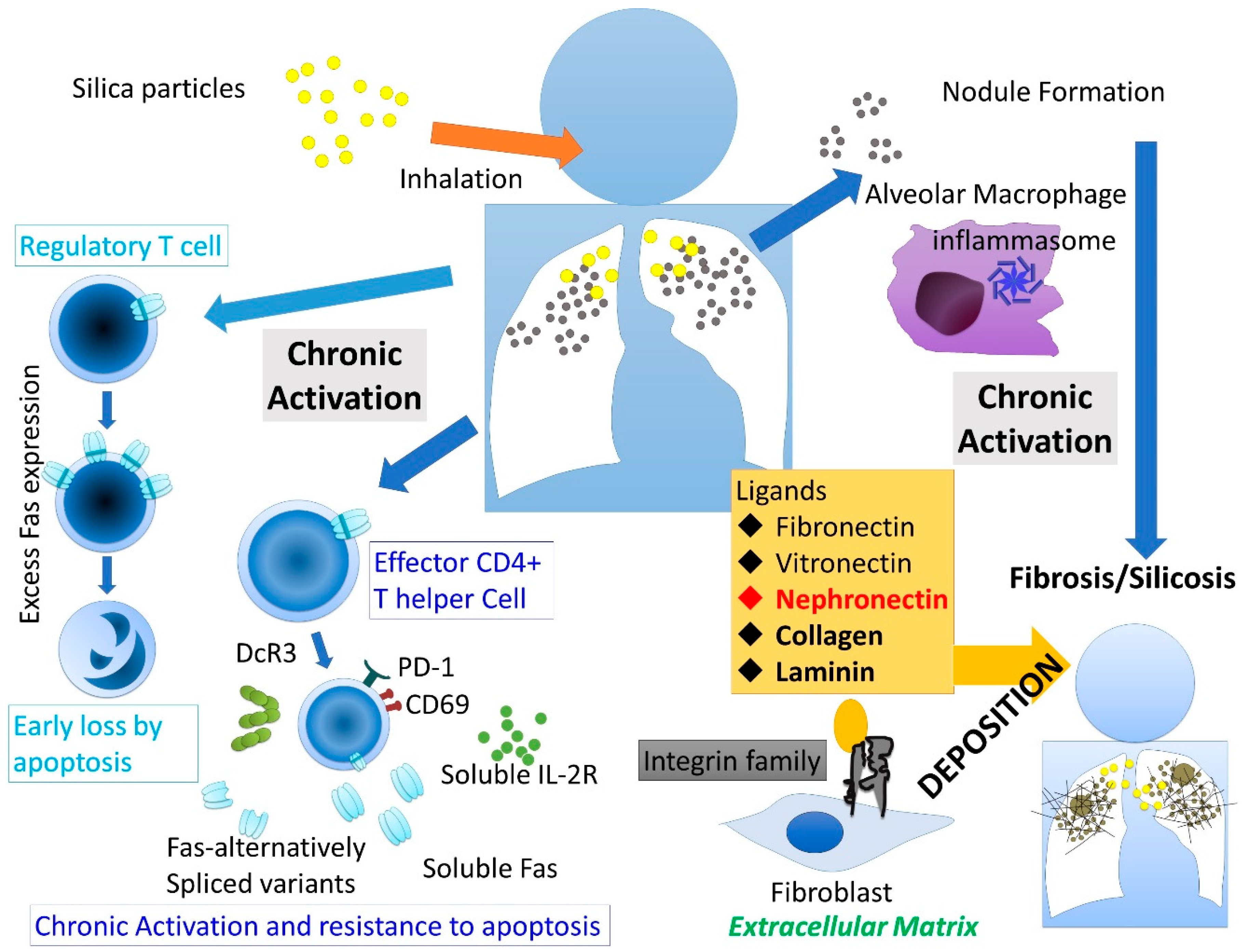 Ijms 20 02581 g001 Ijms 20 02581 g001