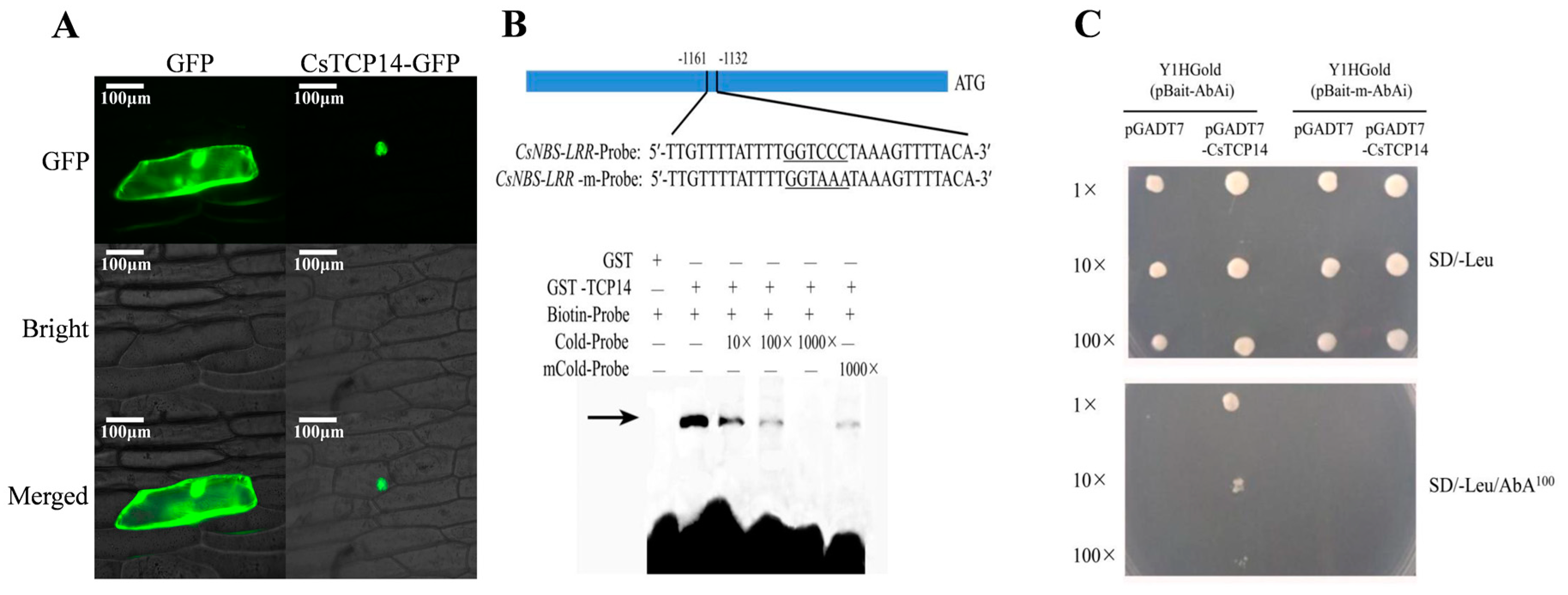 Ijms 20 02582 g005 Ijms 20 02582 g005