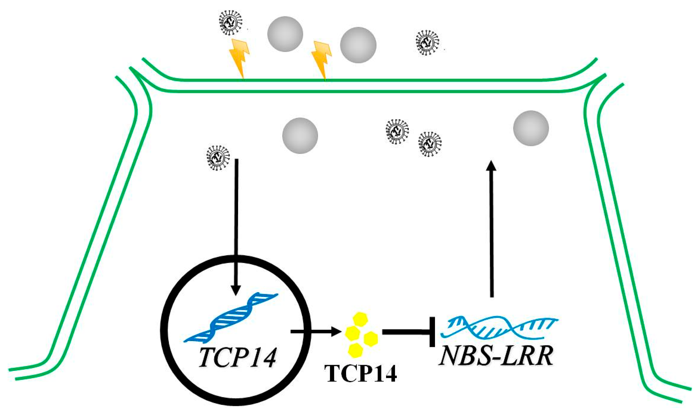 Ijms 20 02582 g006 Ijms 20 02582 g006