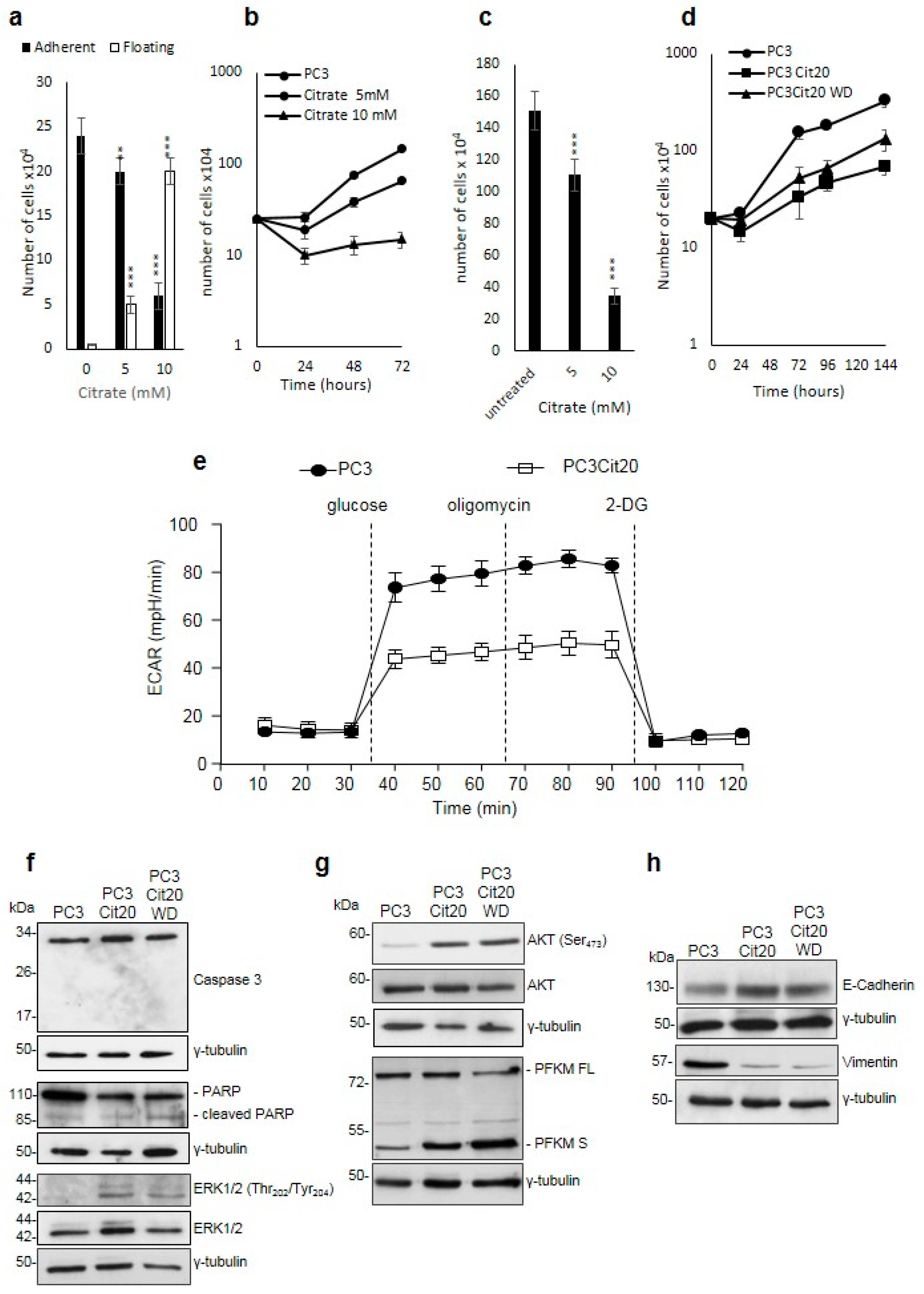Effects of Long-Term Citrate Treatment in the PC3 Prostate