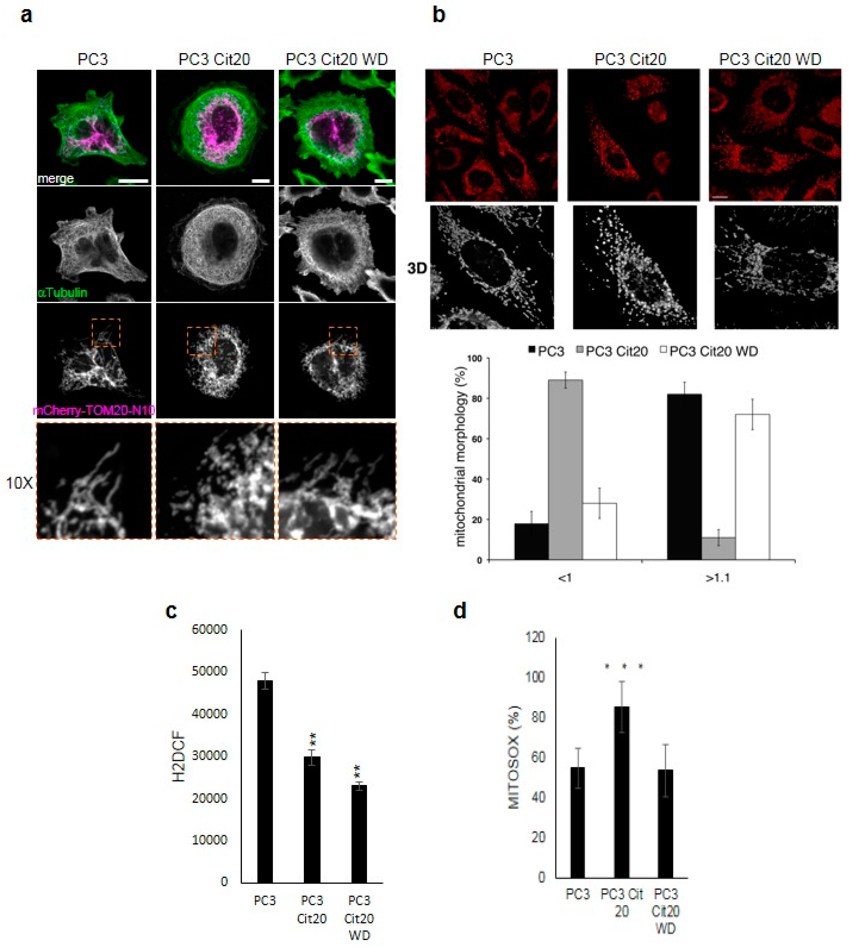 Effects of Long-Term Citrate Treatment in the PC3 Prostate