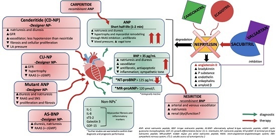 Ijms Free Full Text Natriuretic Peptides In Heart Failure With Preserved Left Ventricular Ejection Fraction From Molecular Evidences To Clinical Implications Html