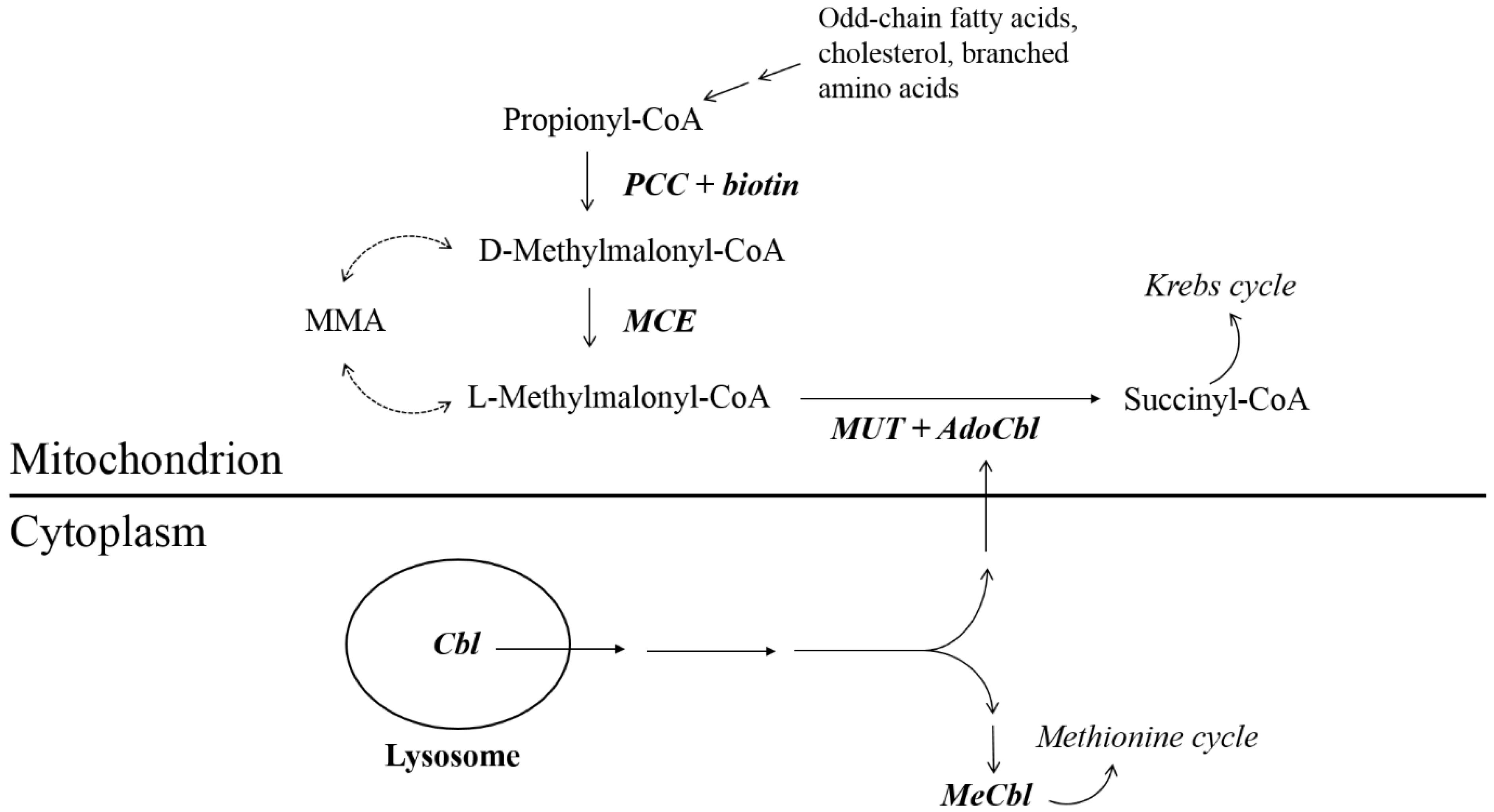 Ijms 20 02631 g001 550