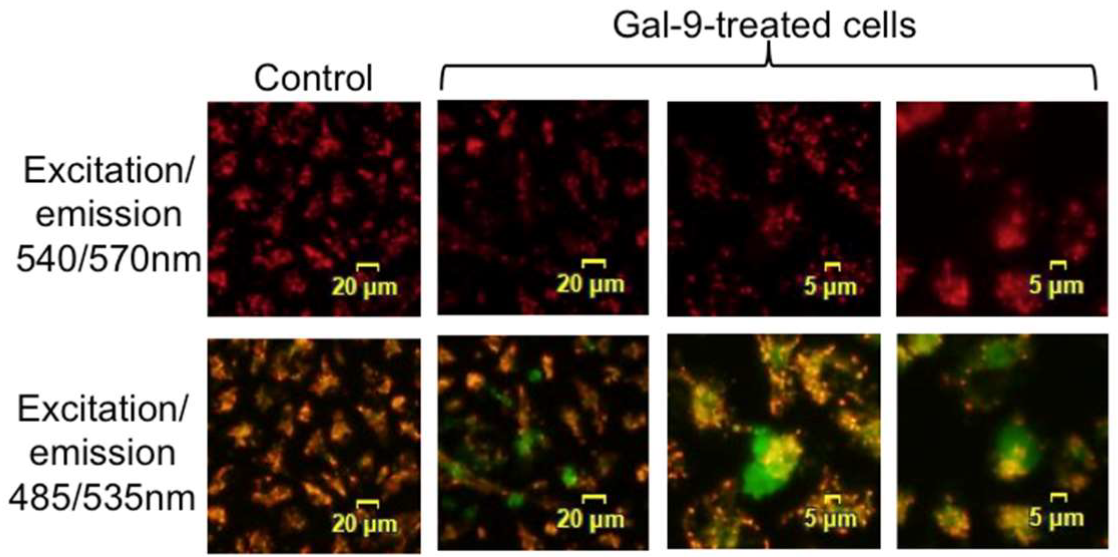 Ijms 20 02634 g004 Ijms 20 02634 g004