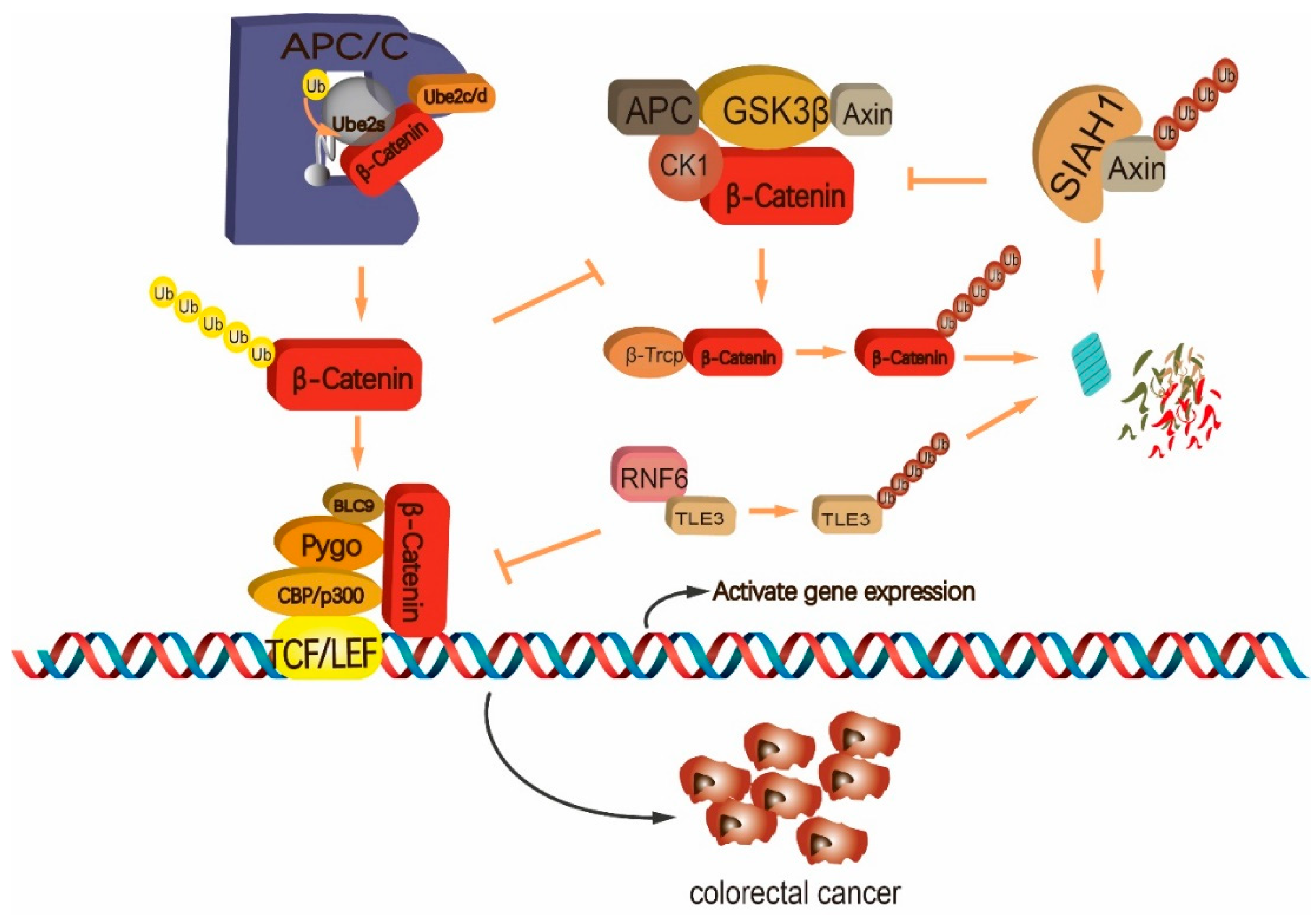 The Role of Ubiquitination in Regulating ... Biology Diagrams