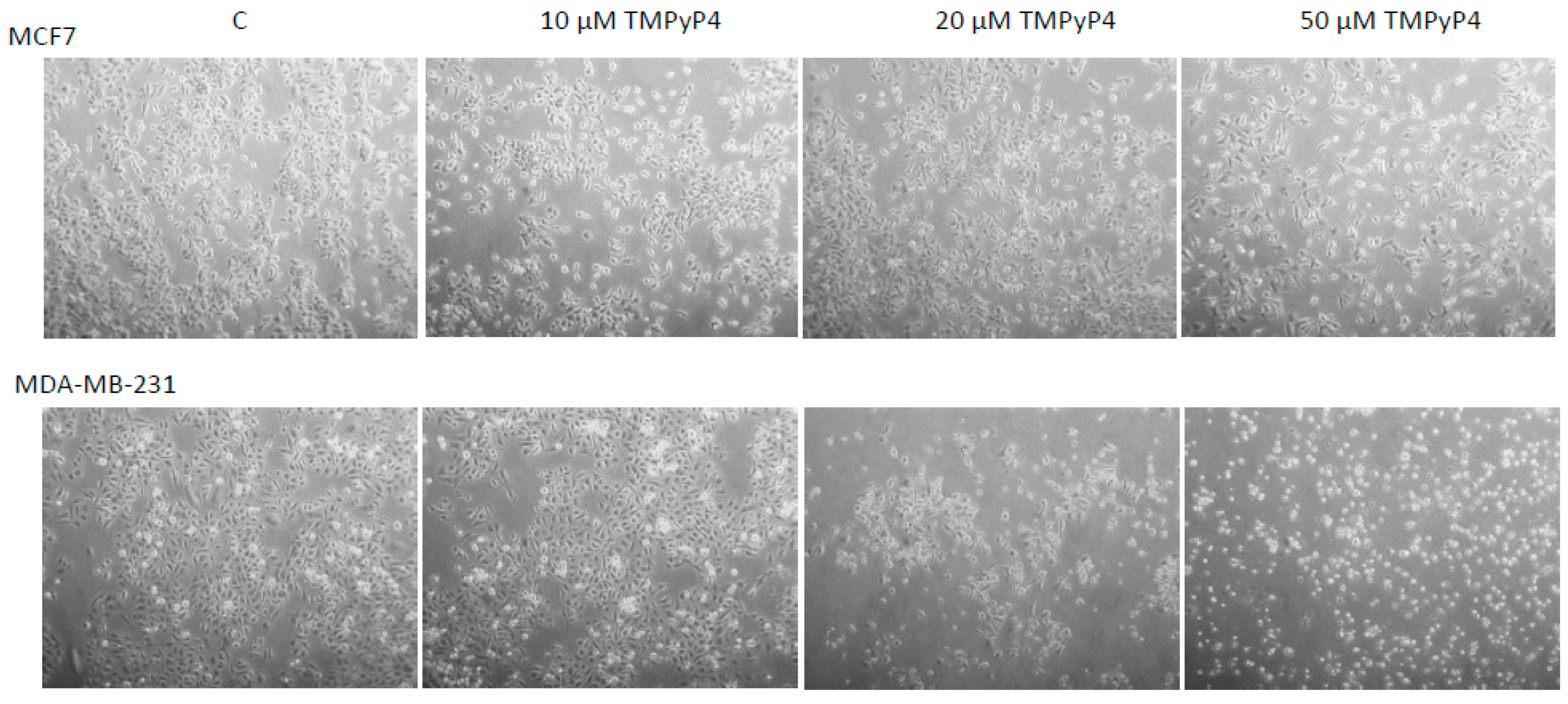 Ijms 20 02670 g008 Ijms 20 02670 g008