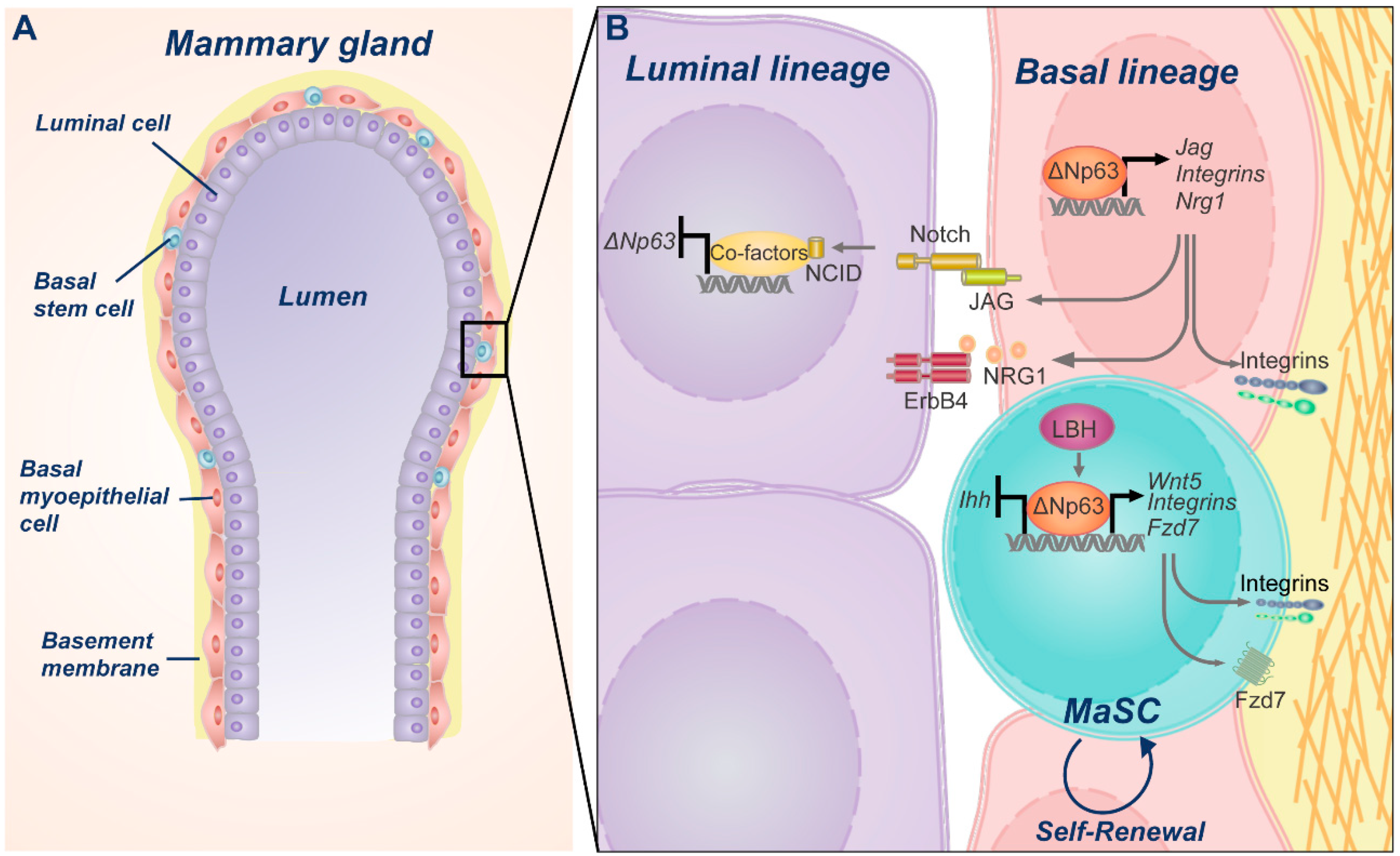 Ijms 20 02683 g003