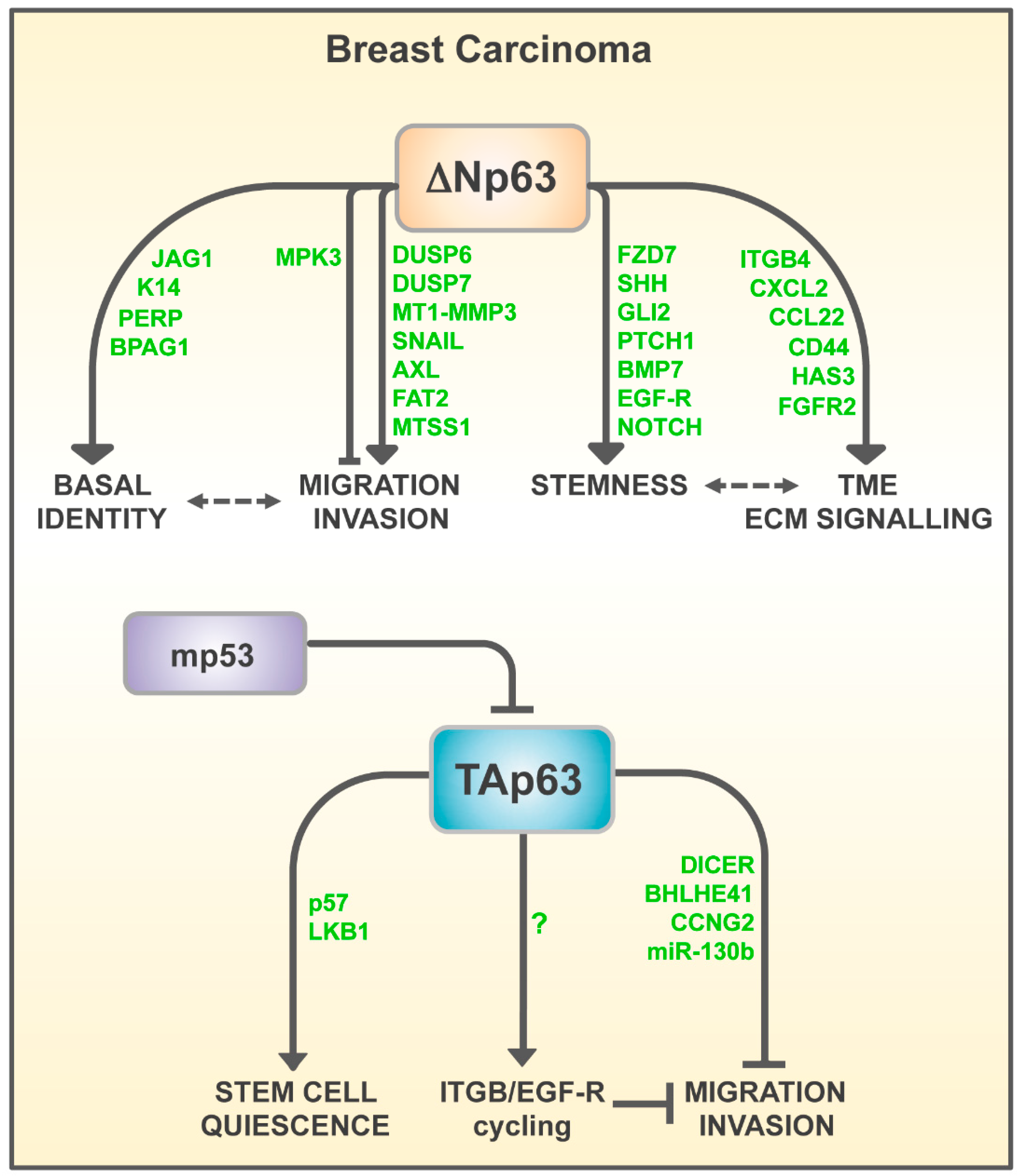 Ijms 20 02683 g004