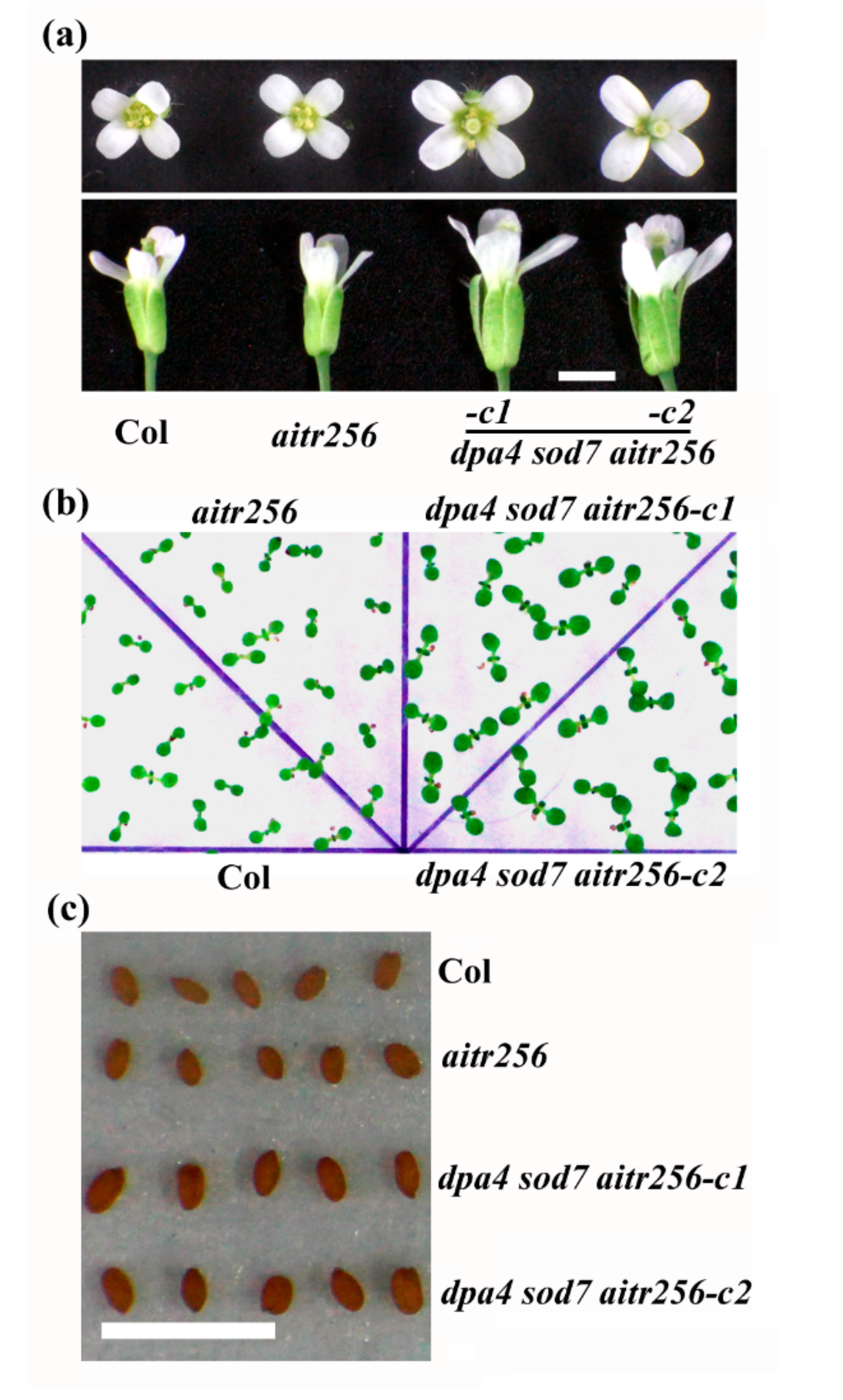 Ijms 20 02695 g002 Ijms 20 02695 g002