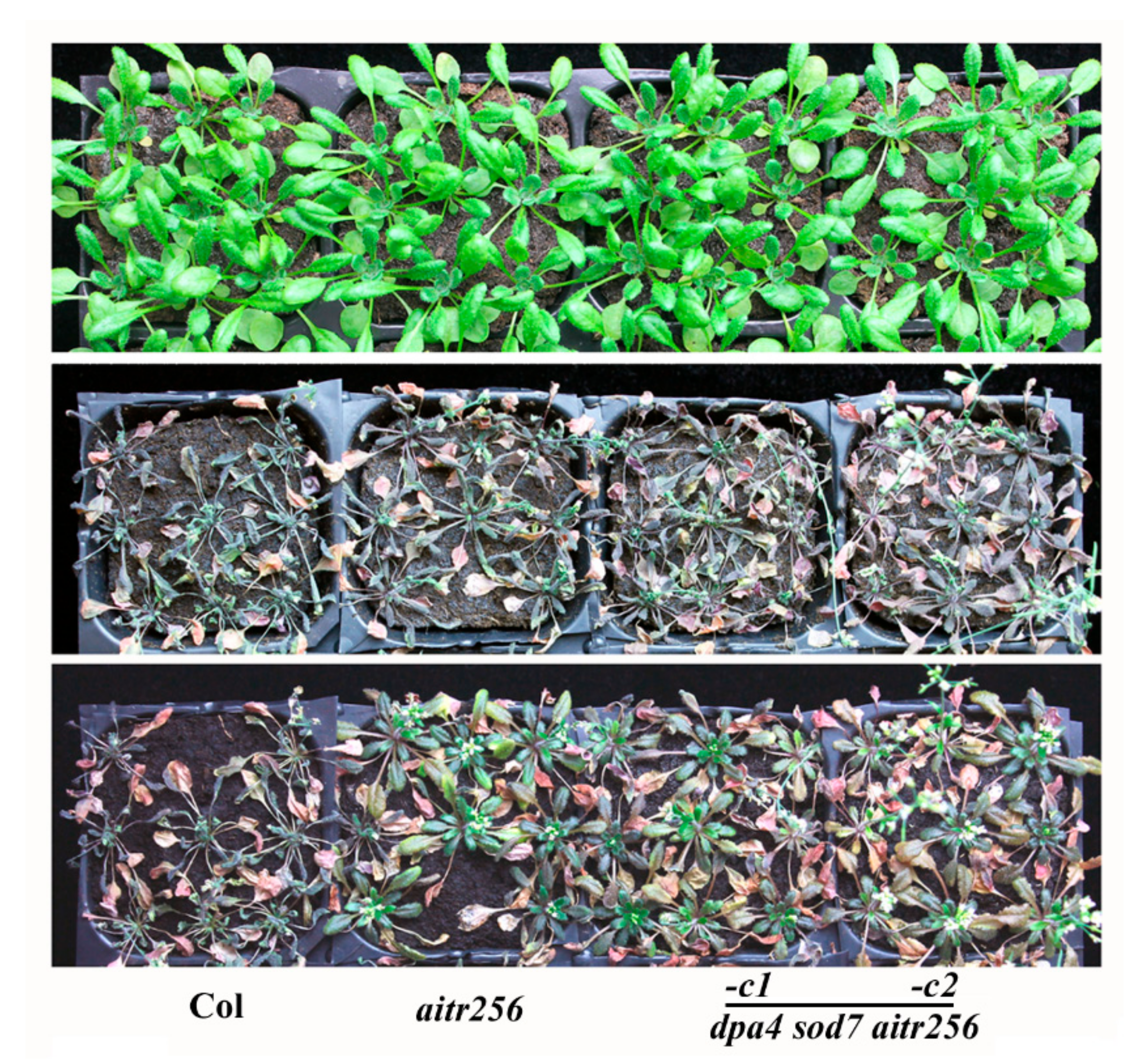 Ijms 20 02695 g004 Ijms 20 02695 g004