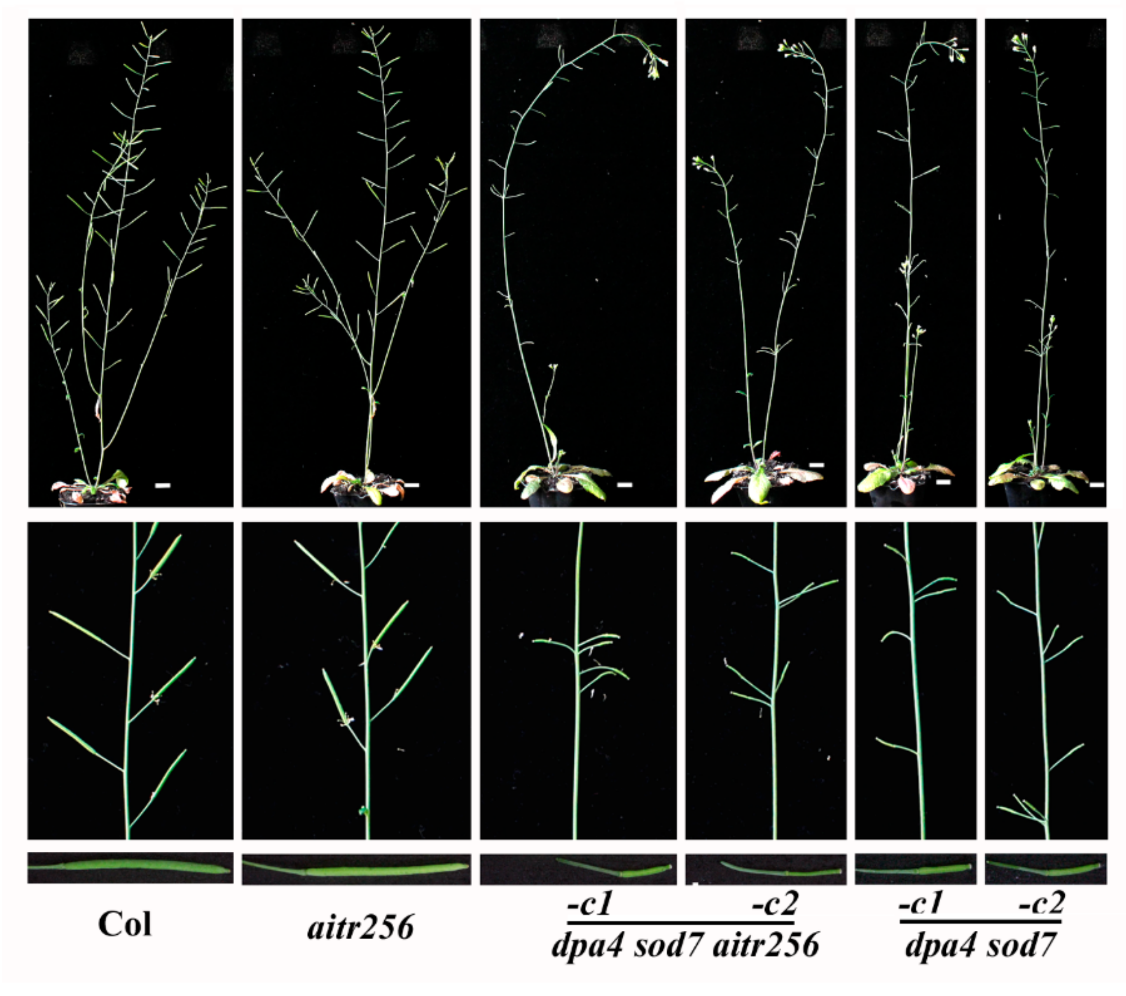 Ijms 20 02695 g005 Ijms 20 02695 g005