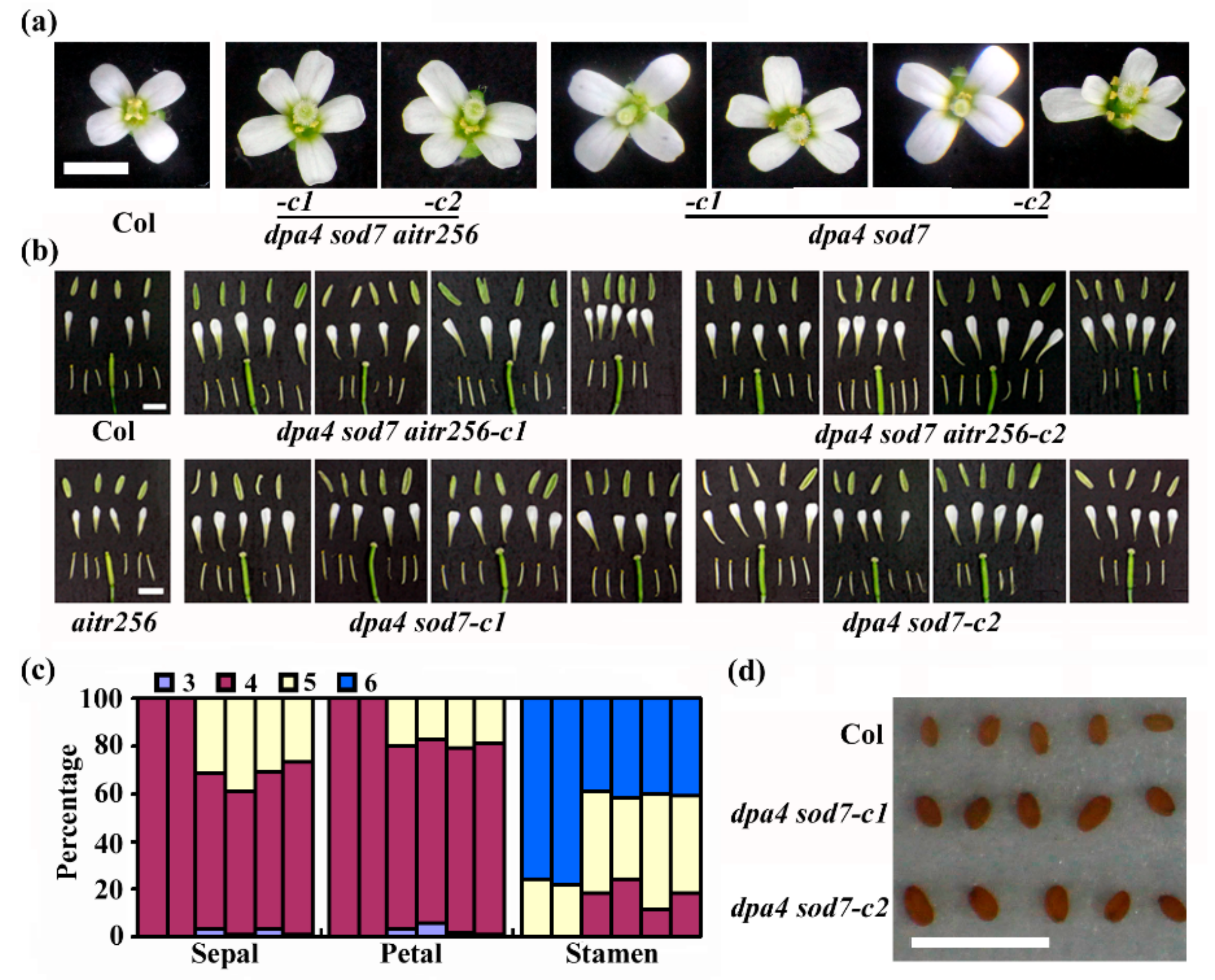 Ijms 20 02695 g007 Ijms 20 02695 g007
