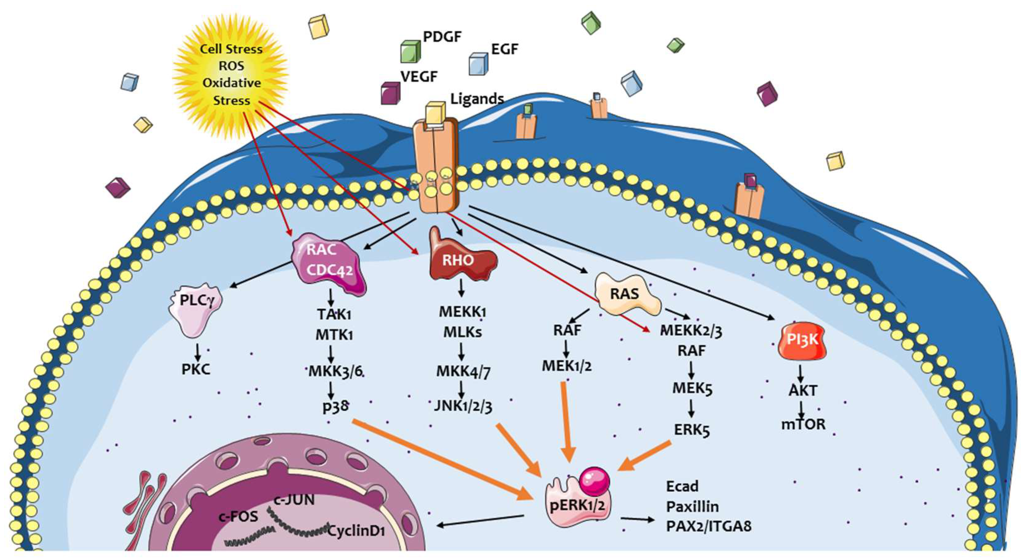 IJMS | Free Full-Text | ERK Pathway in Activated, Myofibroblast-Like