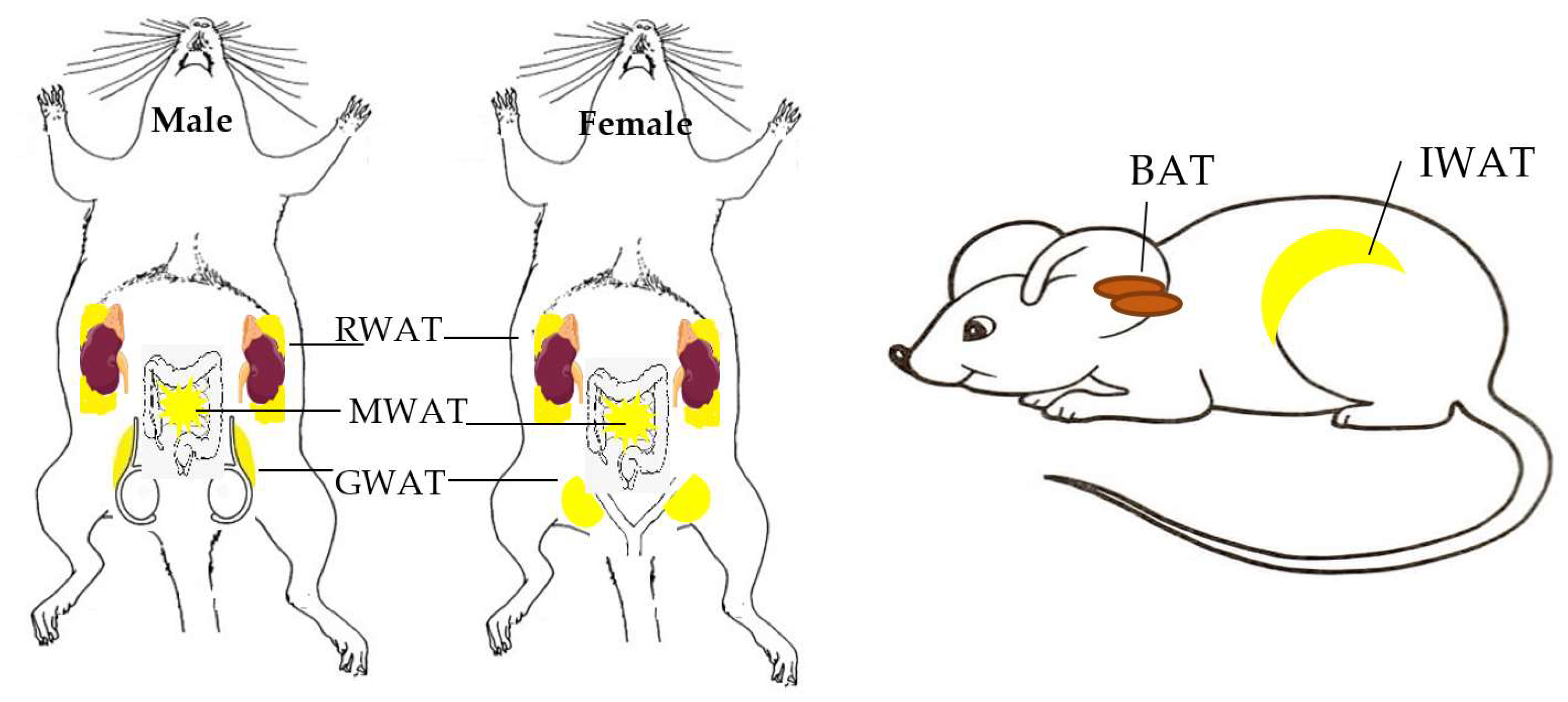 Neuroendocrine Regulation of Energy Metabolism Biology Diagrams
