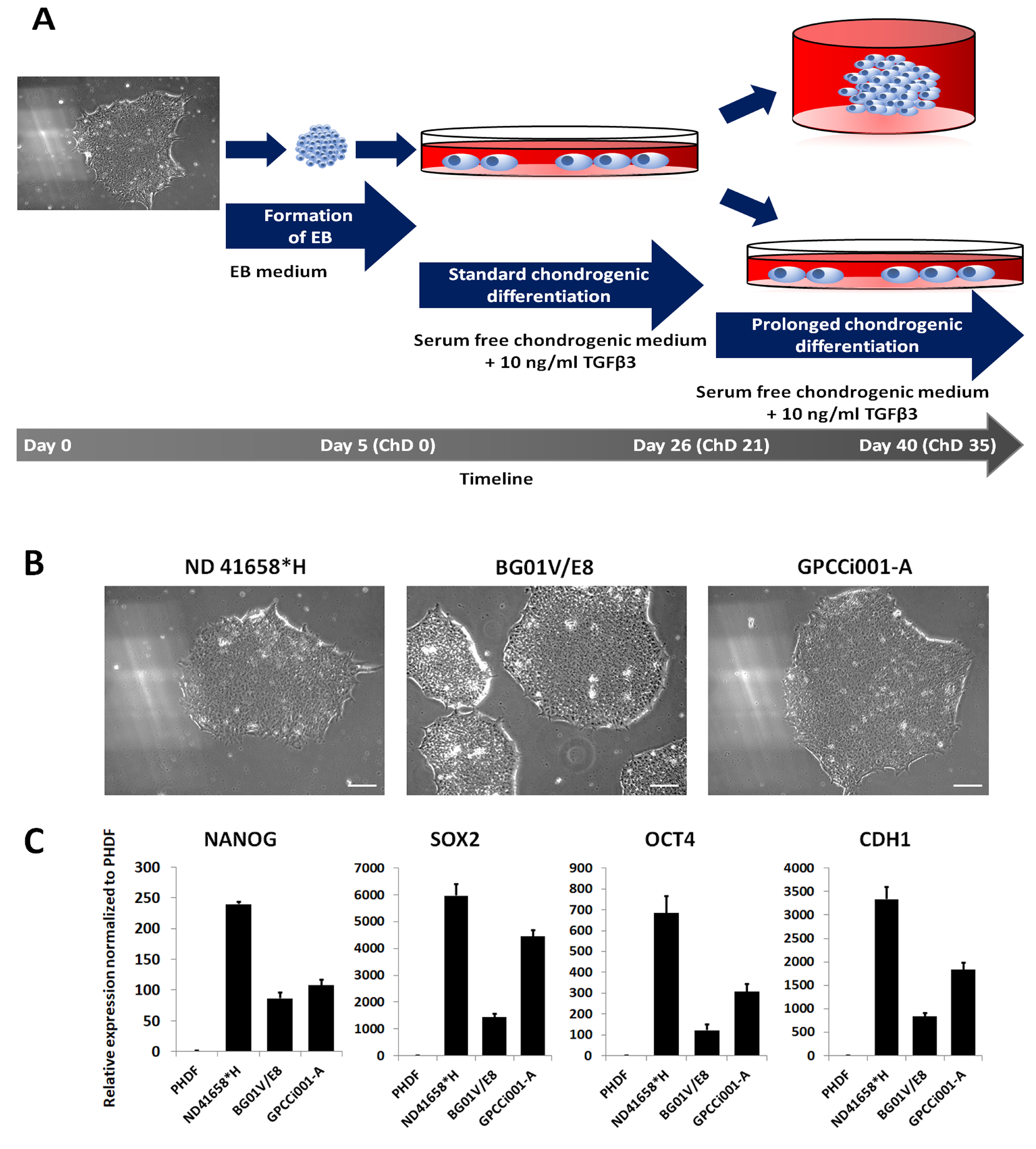 Ijms 20 02711 g001 Ijms 20 02711 g001