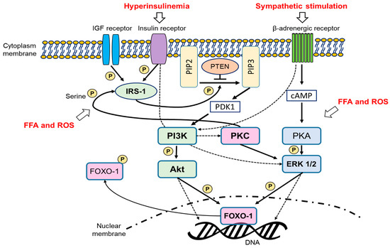 Animal Models for Human Polycystic Ovary Syndrome (PCOS
