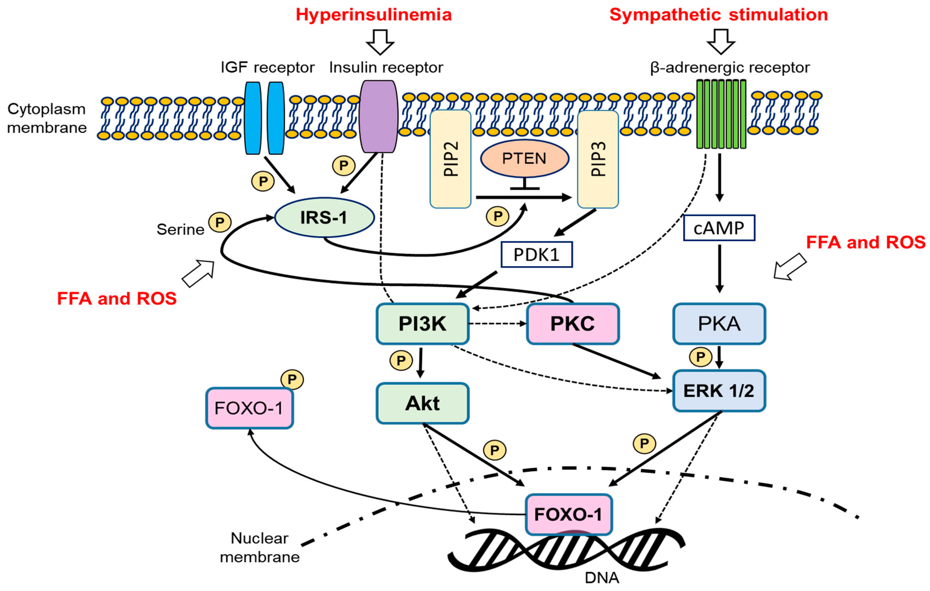 Ijms Free Full Text Animal Models For Human Polycystic Ovary