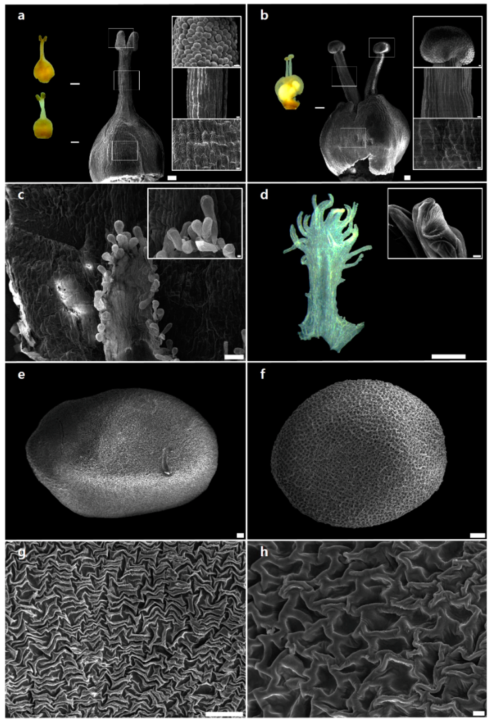 Ijms 20 02726 g001 Ijms 20 02726 g001