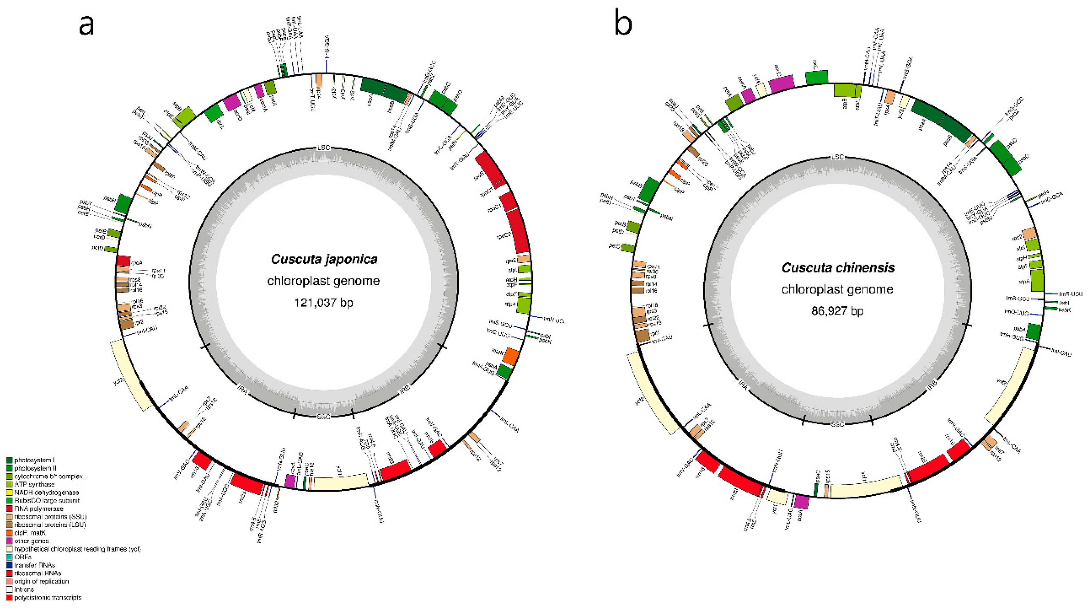 Ijms 20 02726 g002 Ijms 20 02726 g002