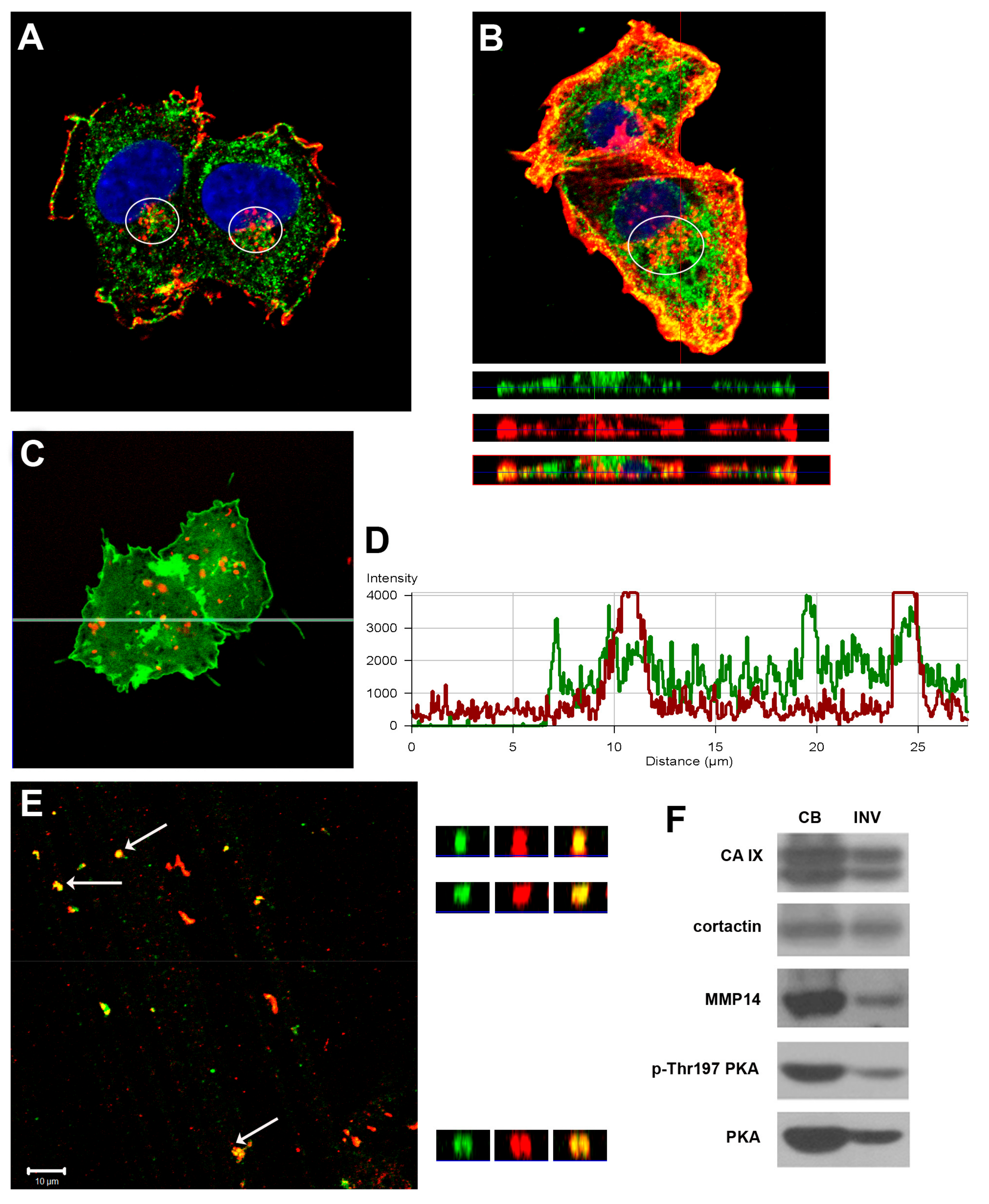 Ijms 20 02745 g001 Ijms 20 02745 g001