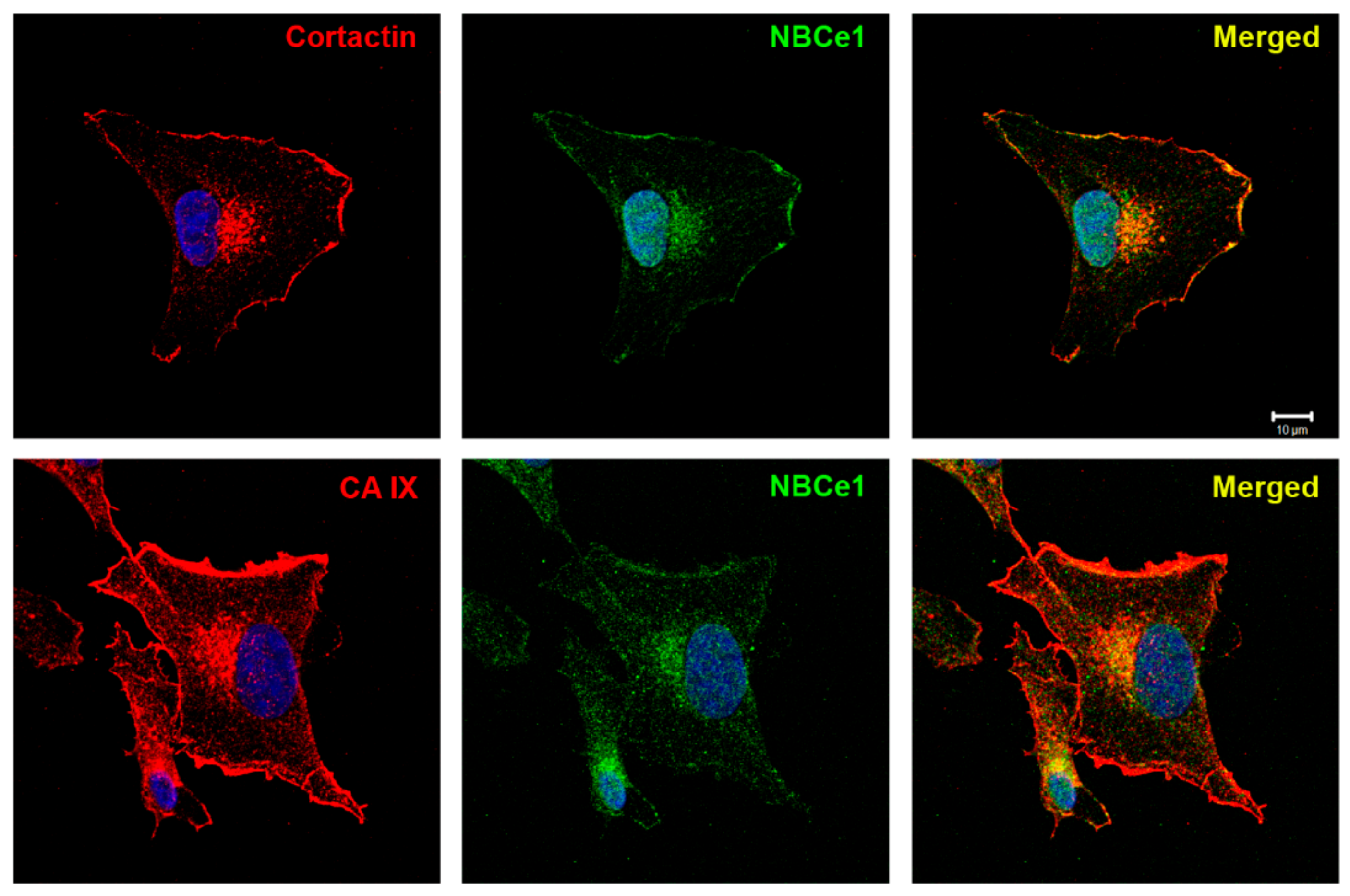 Ijms 20 02745 g002 Ijms 20 02745 g002