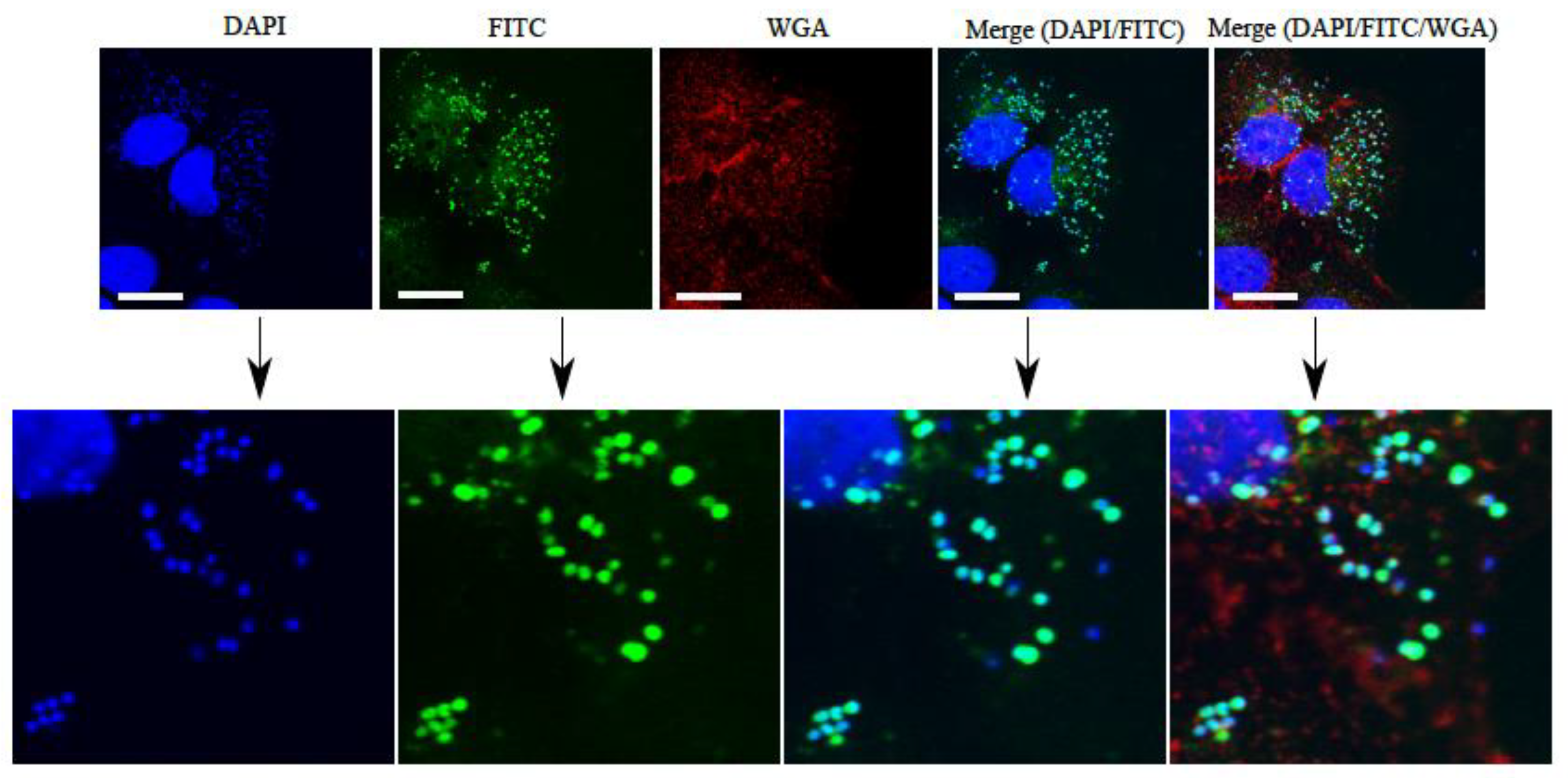 Ijms 20 02747 g011 Ijms 20 02747 g011